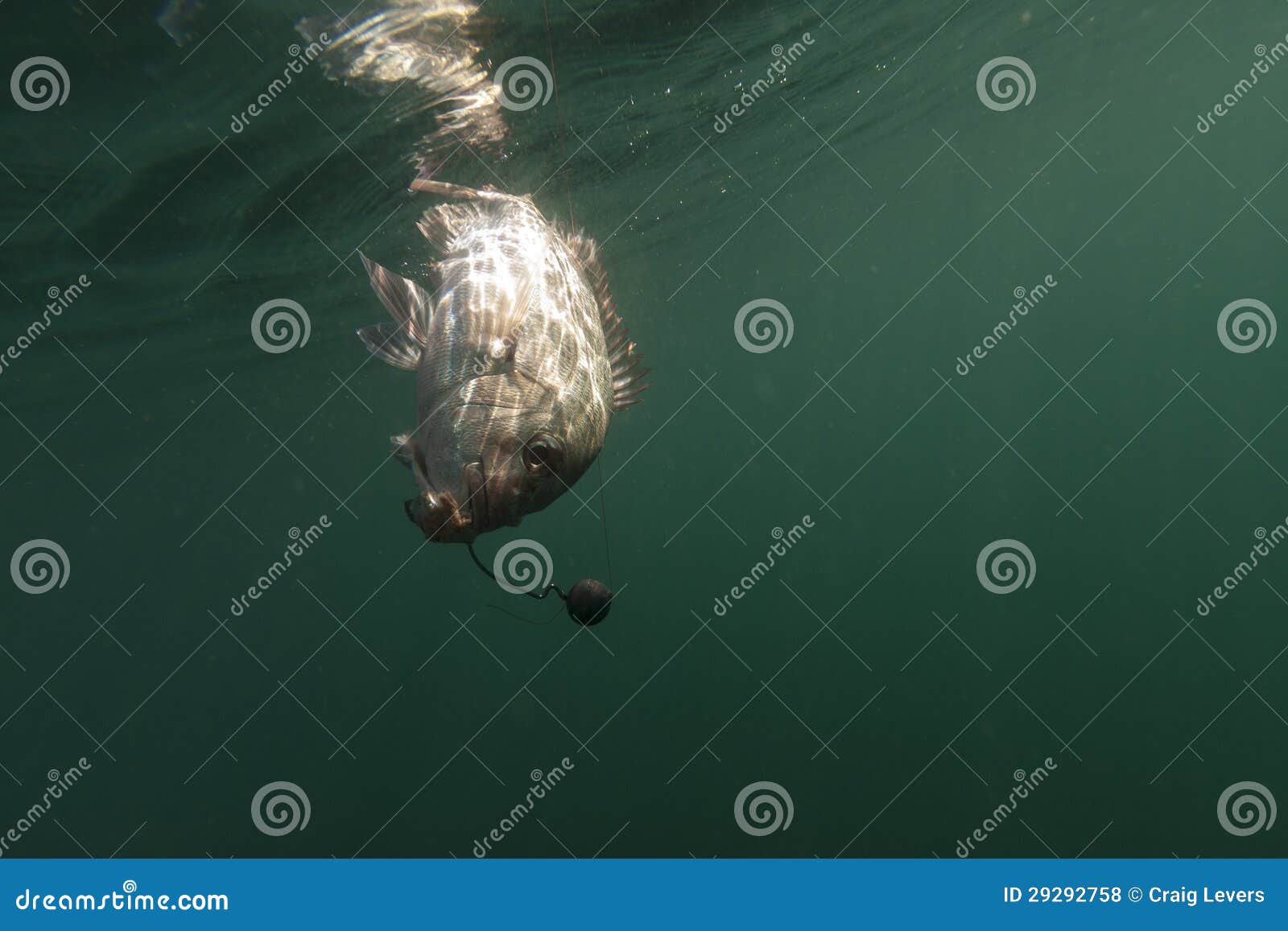 Fish on line stock photo. Image of catch, sinker, line - 29292758