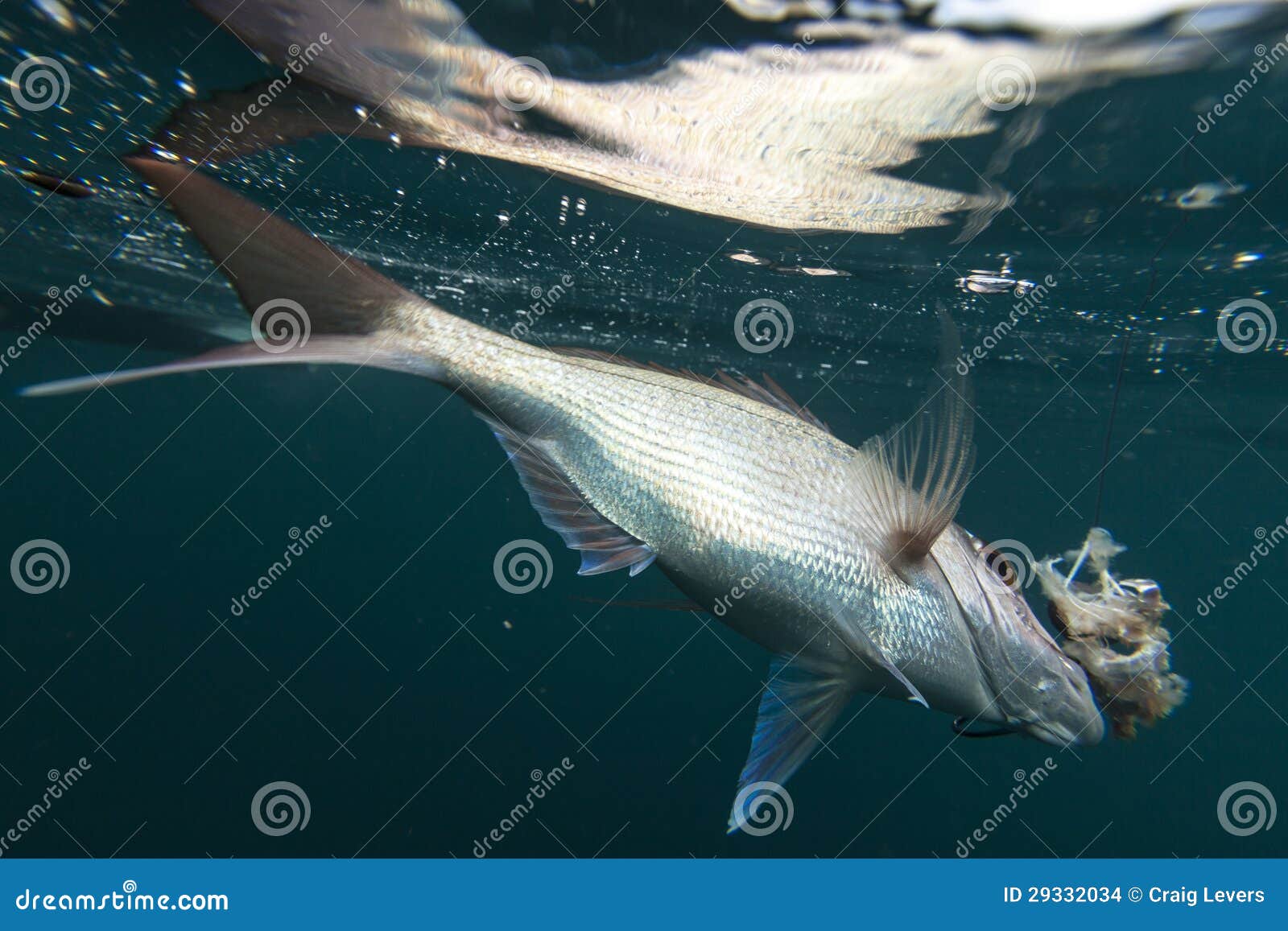 53,856 Fishing Line Stock Photos - Free & Royalty-Free Stock Photos from  Dreamstime