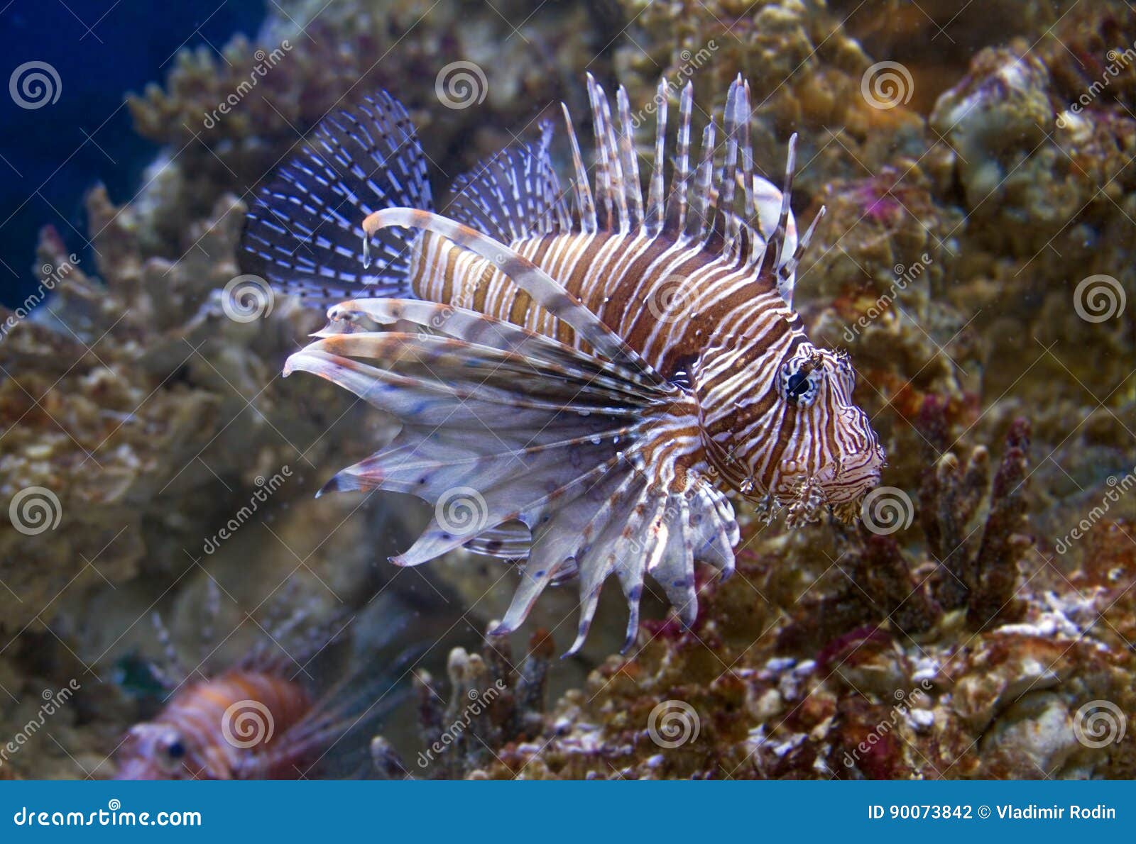 Fish lionfish Zebra stock photo. Image of fish, indian - 90073842
