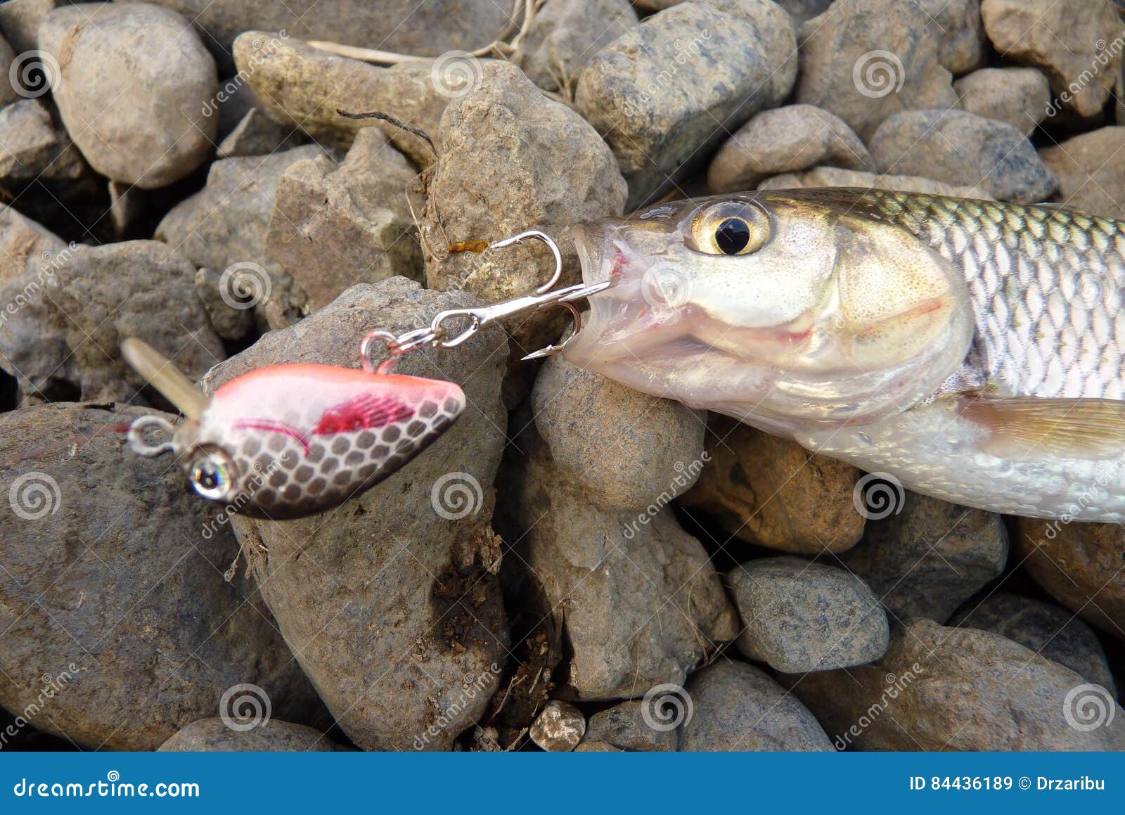 Fish on lure stock image. Image of coast, jerk, fishing 84436189