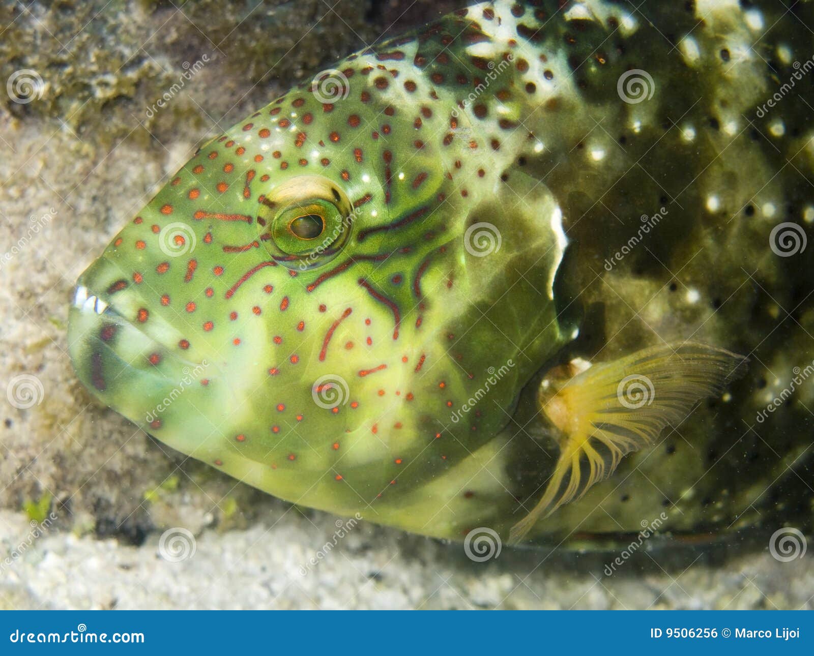 american macro fish american macro fish