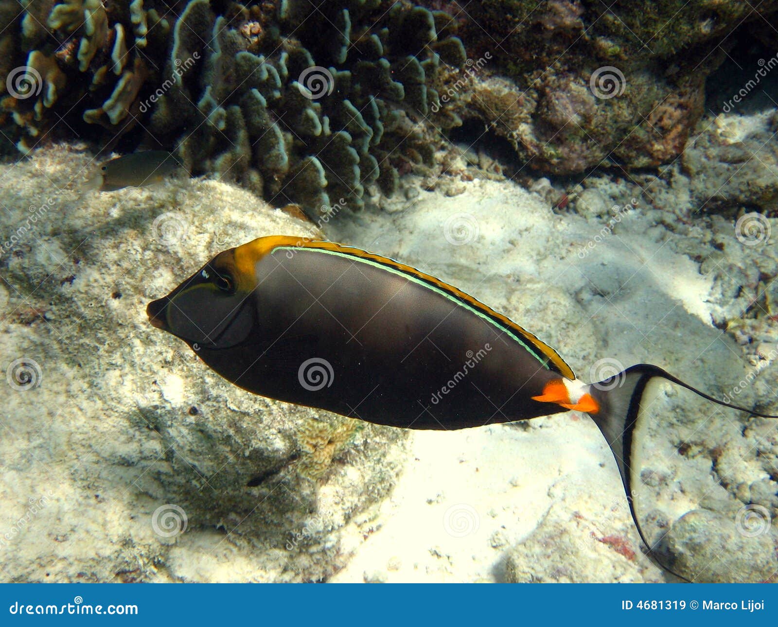 fish : maldivian naso tang