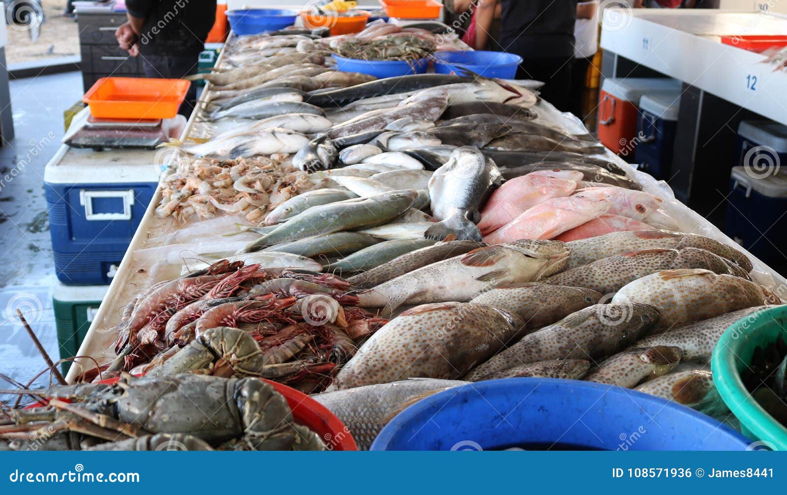 In the Fish Market in Dubai. Stock Photo Image of animal, industry