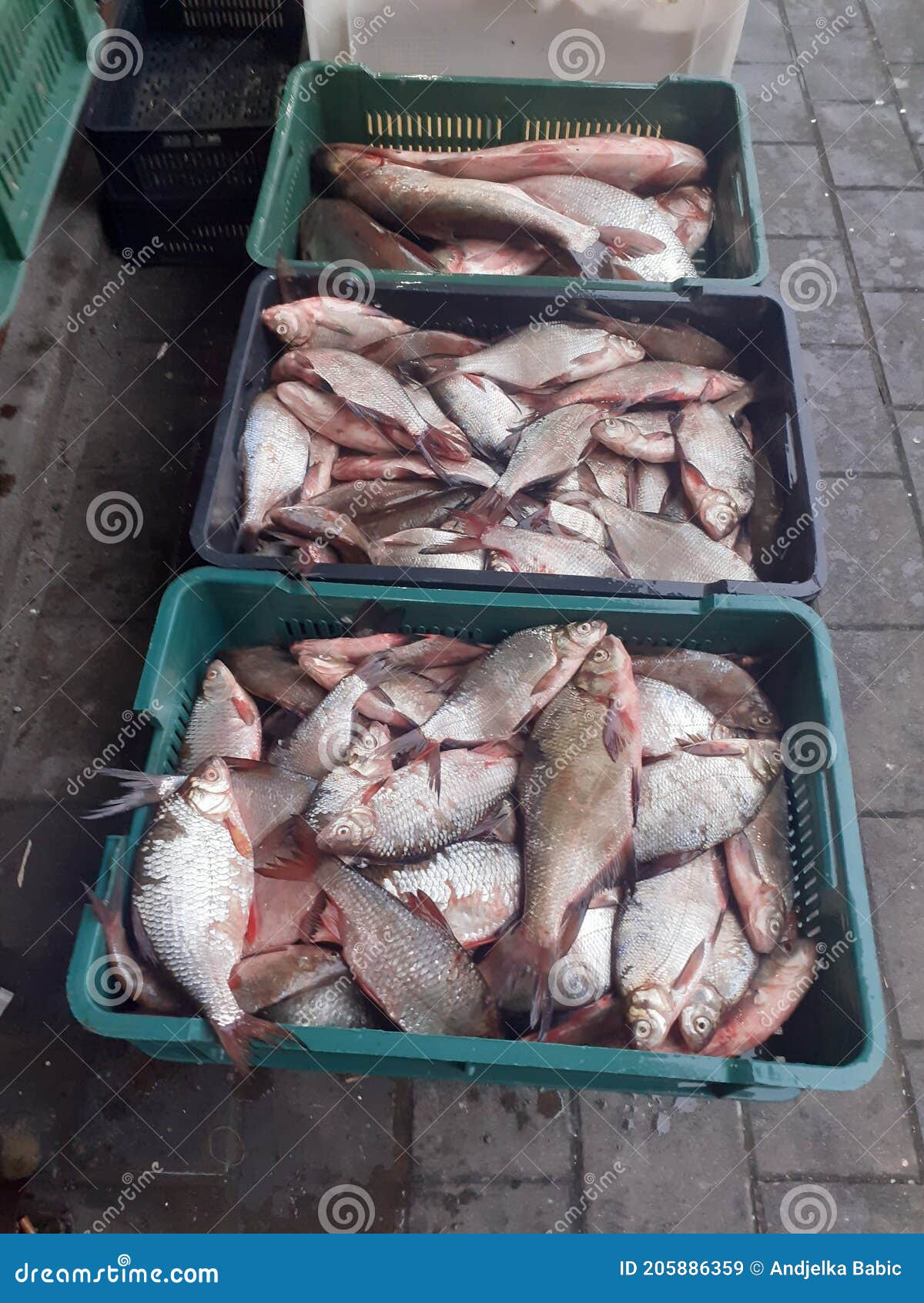 fish on market. fish, market,pesado, riba