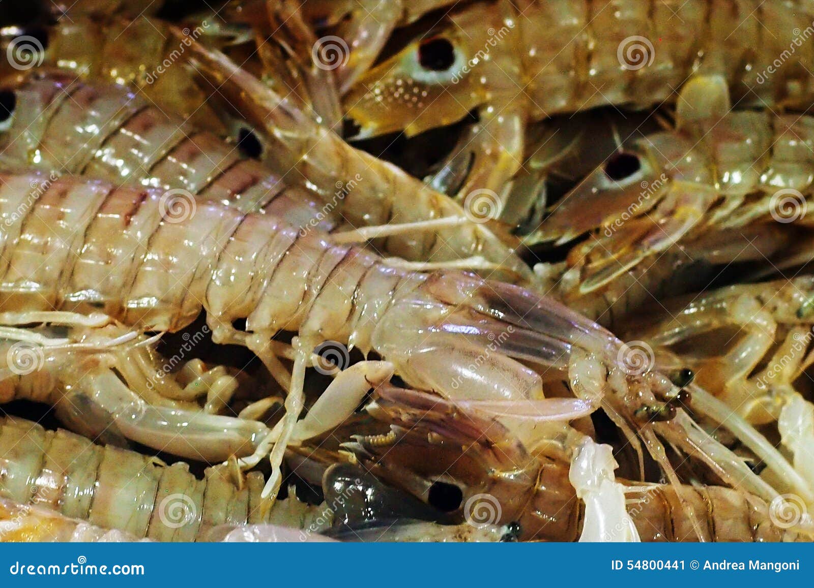 Fish Market Mantis Shrimp (Squilla Mantis) Stock Image Image of