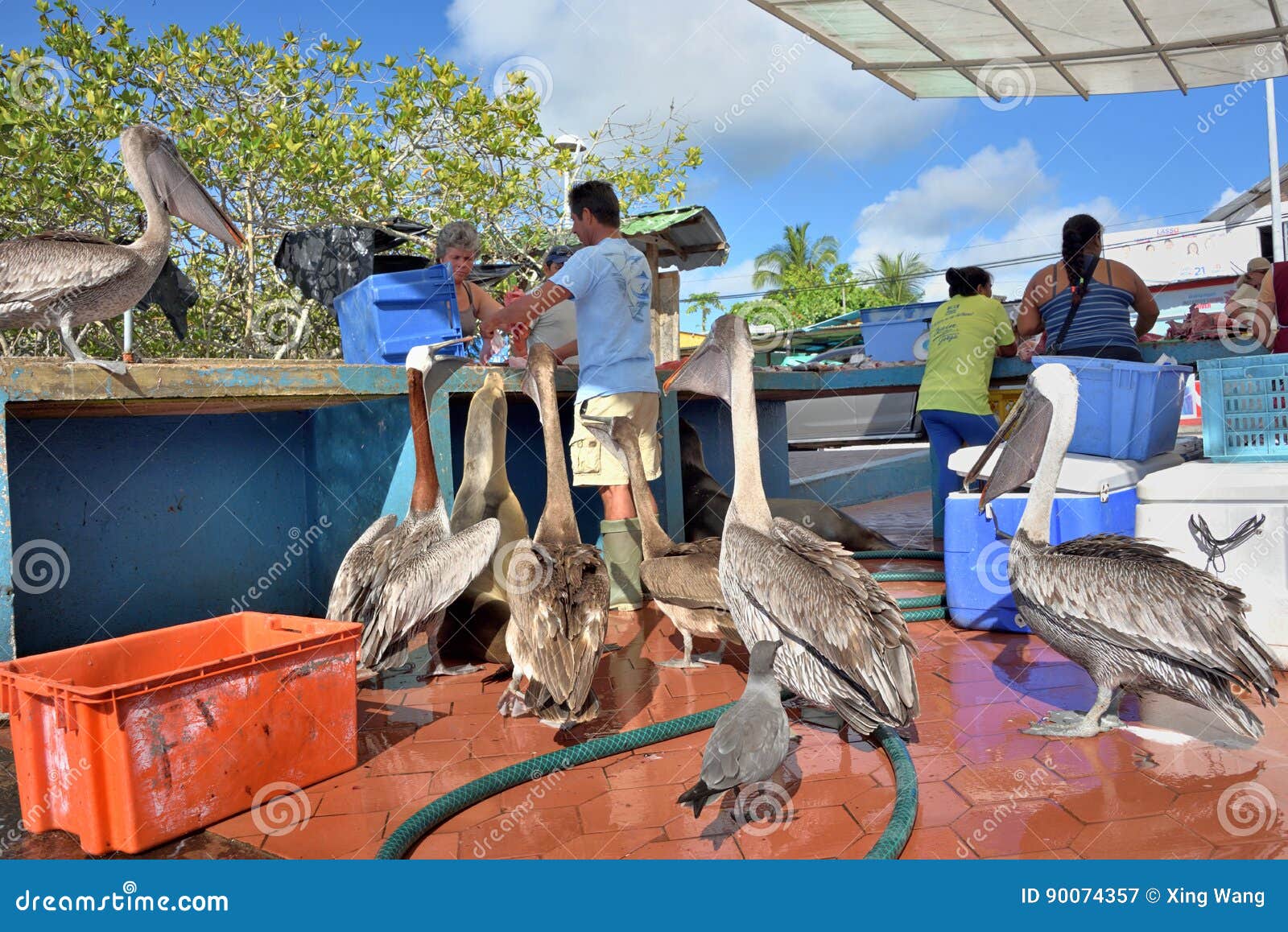 Fish Market In Puerto Ayora, Galapagos Editorial