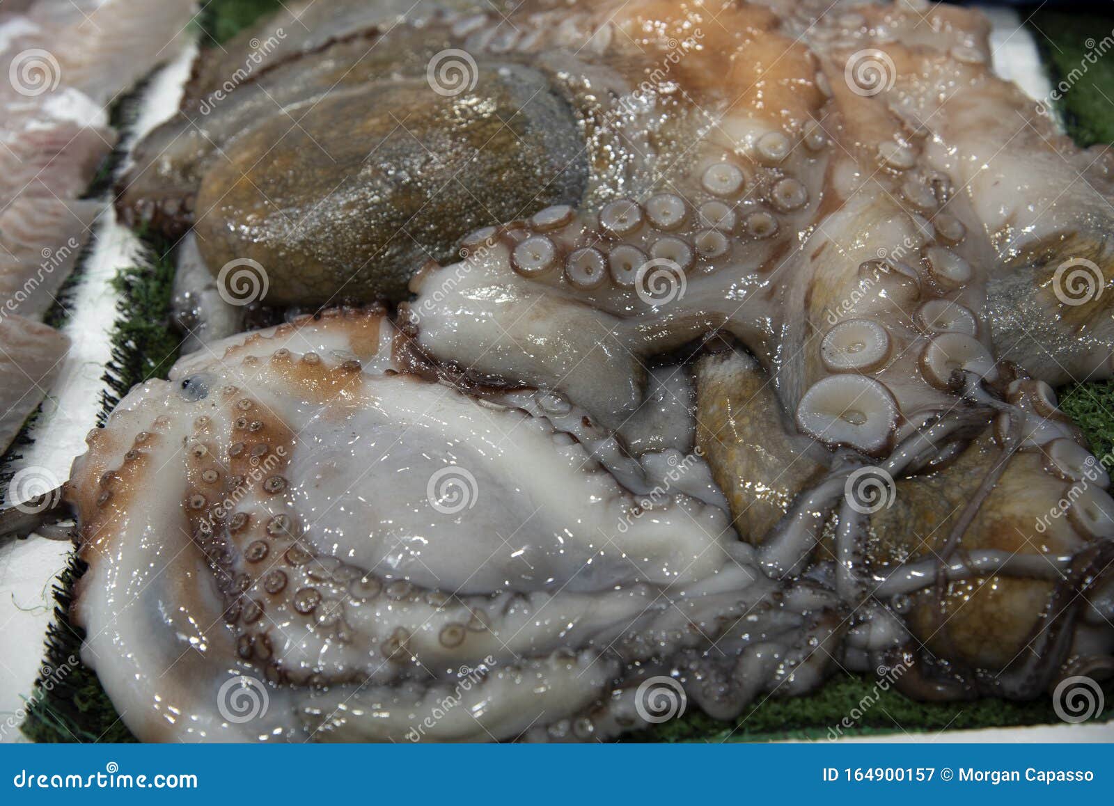 Daily Fish Market In Rome Stock Image Image Of Animal