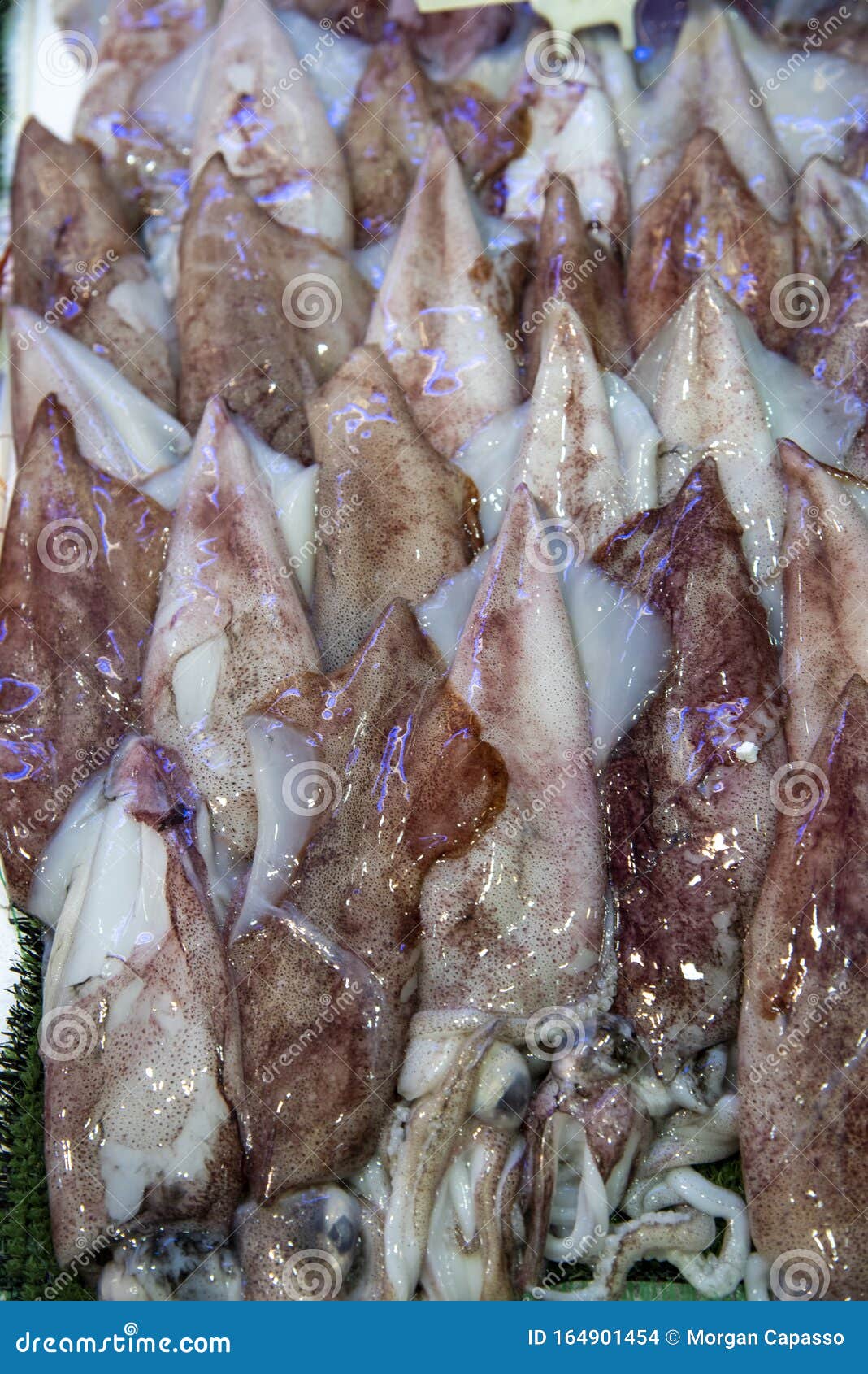 Daily Fish Market In Rome Stock Photo Image Of Cuisine