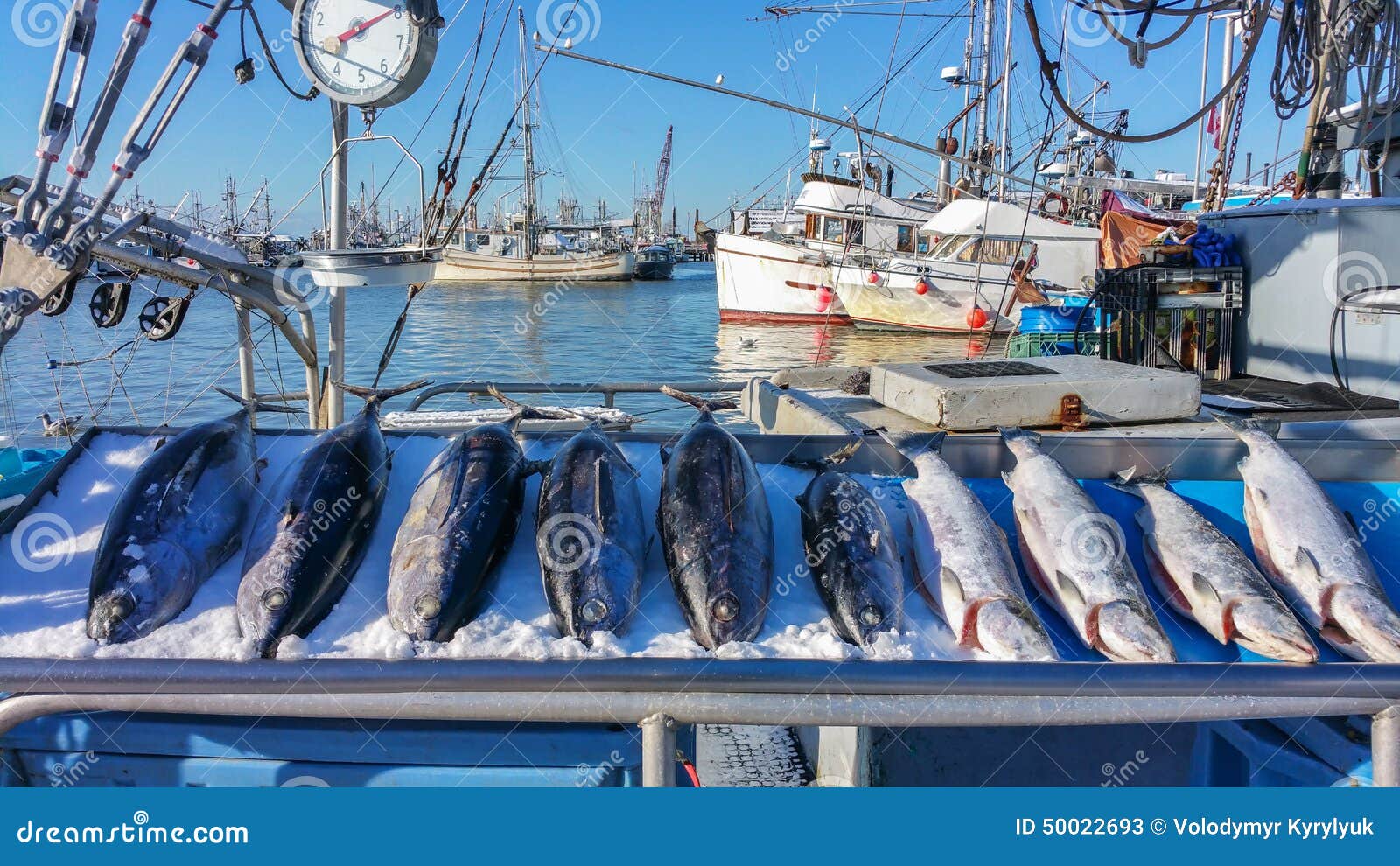Business plan tuna export business