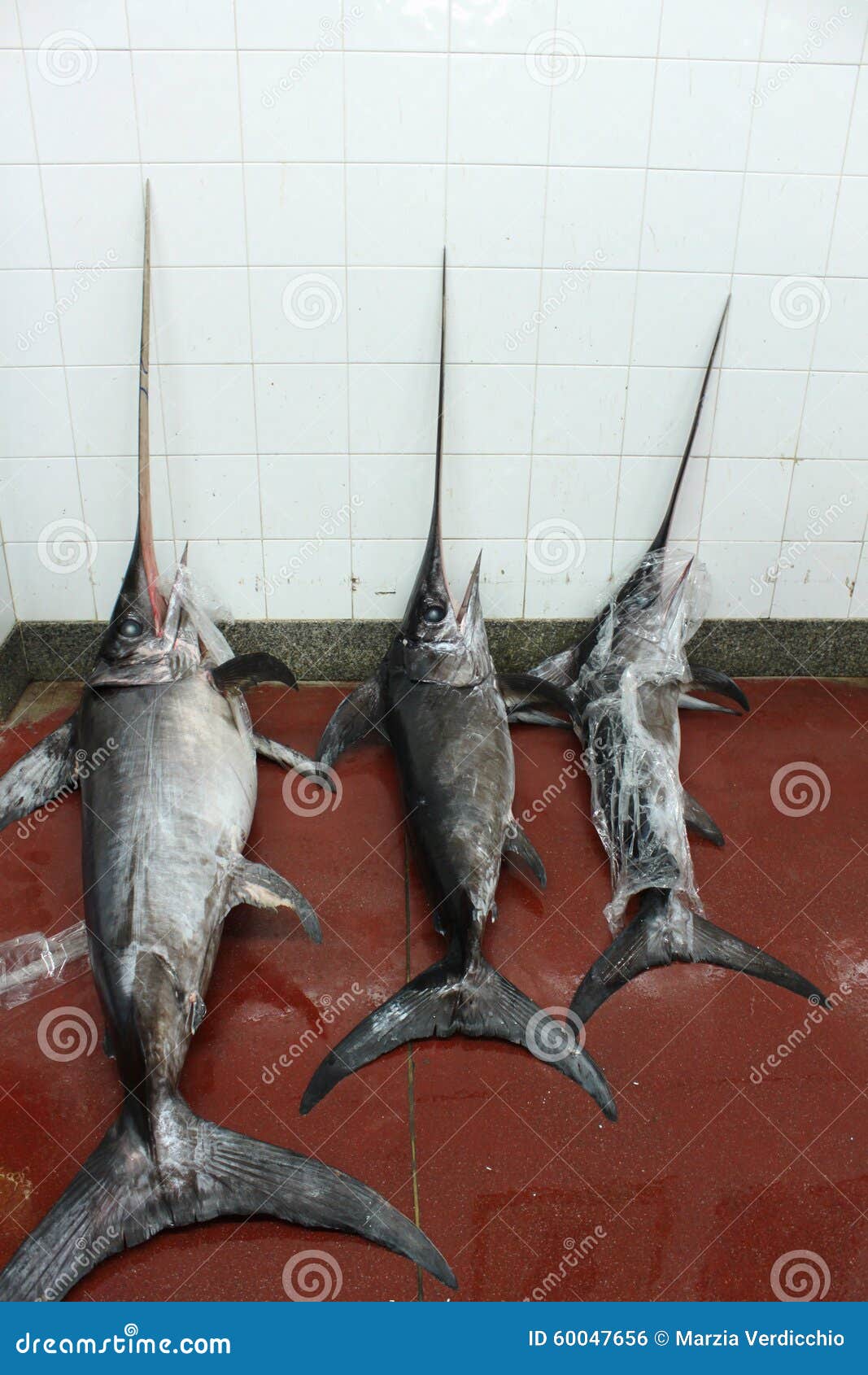 Fish market swordfish stock photo. Image of fisherman 60047656