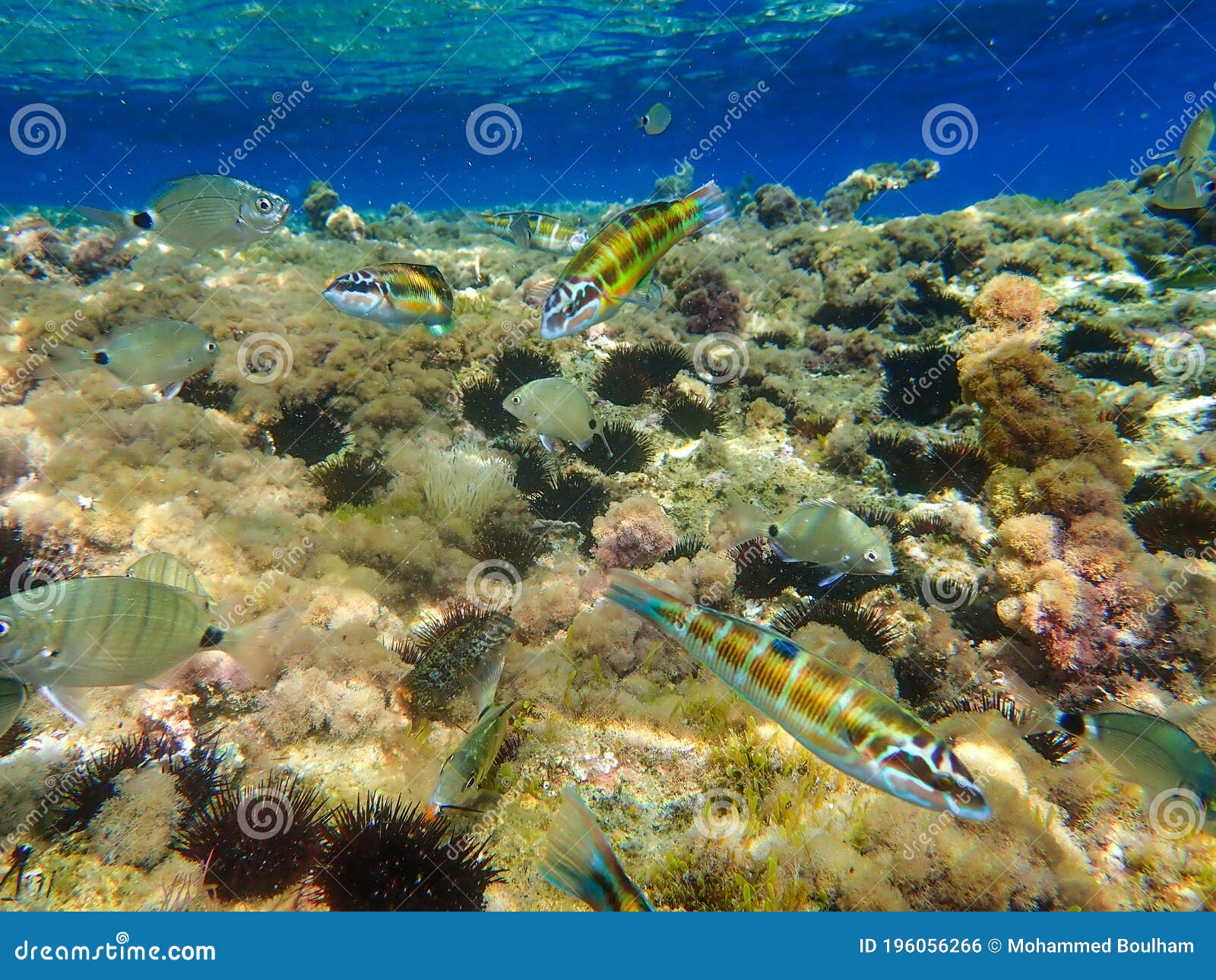 Varied Underwater Fish In The Mediterranean Sea. Under The Sea
