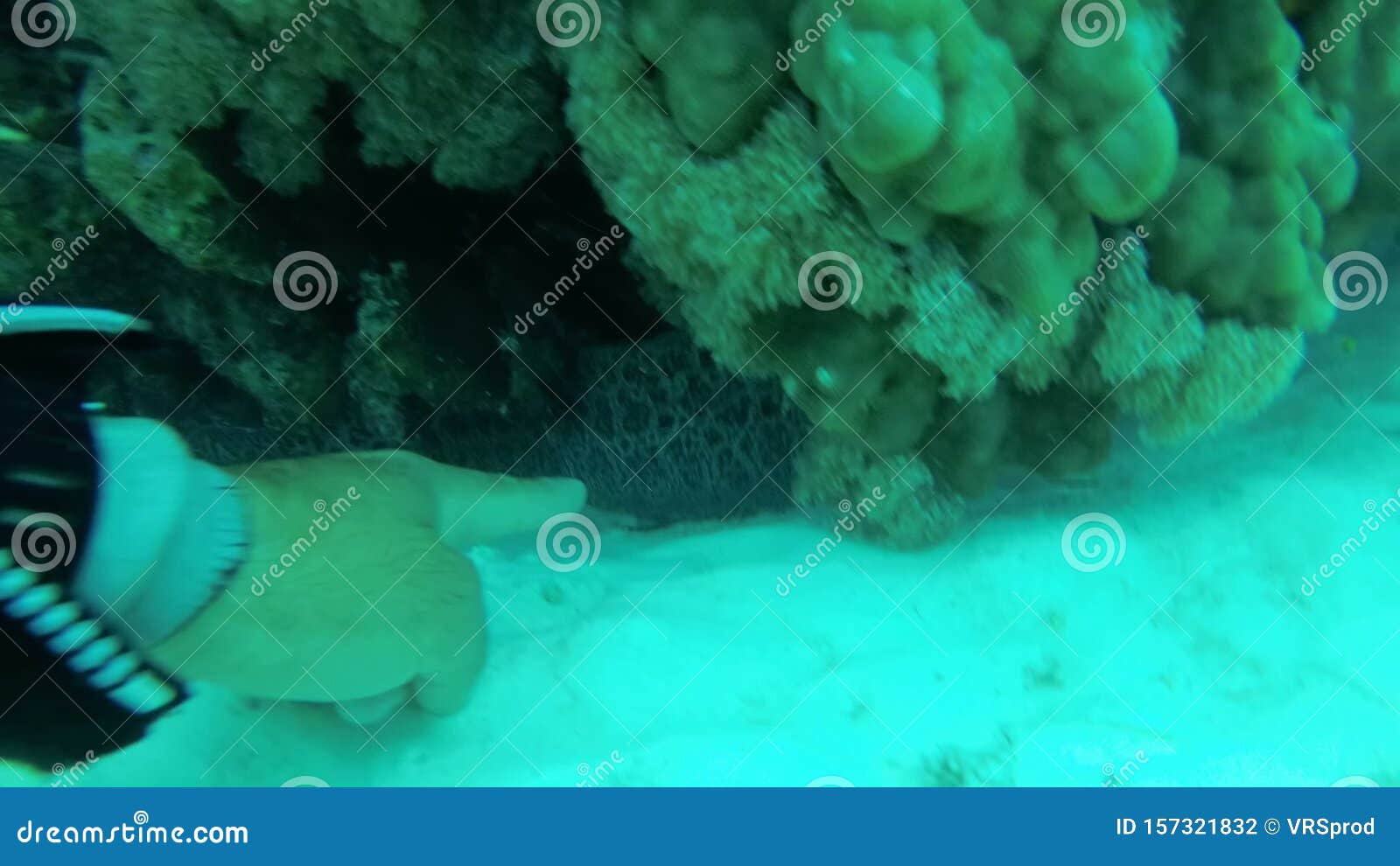 Fish Moray Eel at a Coral Reef Underwater. Muraena Stock Footage ...