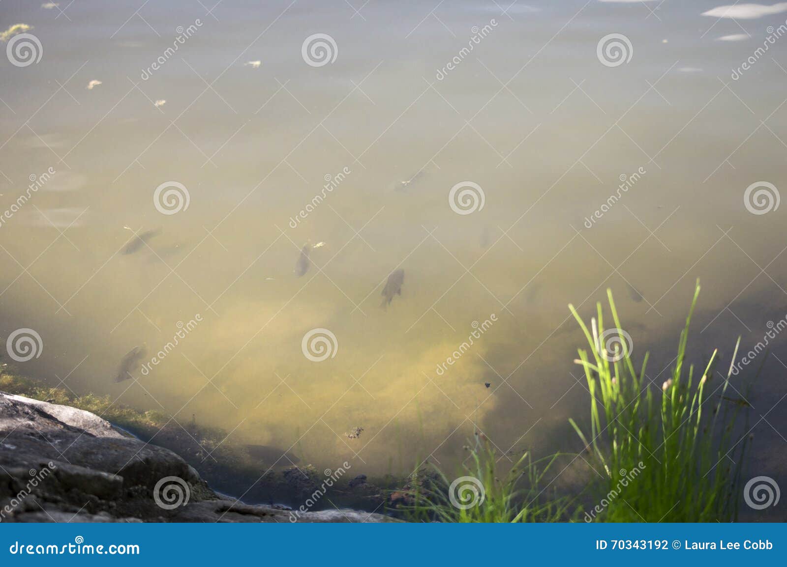 Fish in Murky Water stock photo. Image of cloudy, shore 70343192