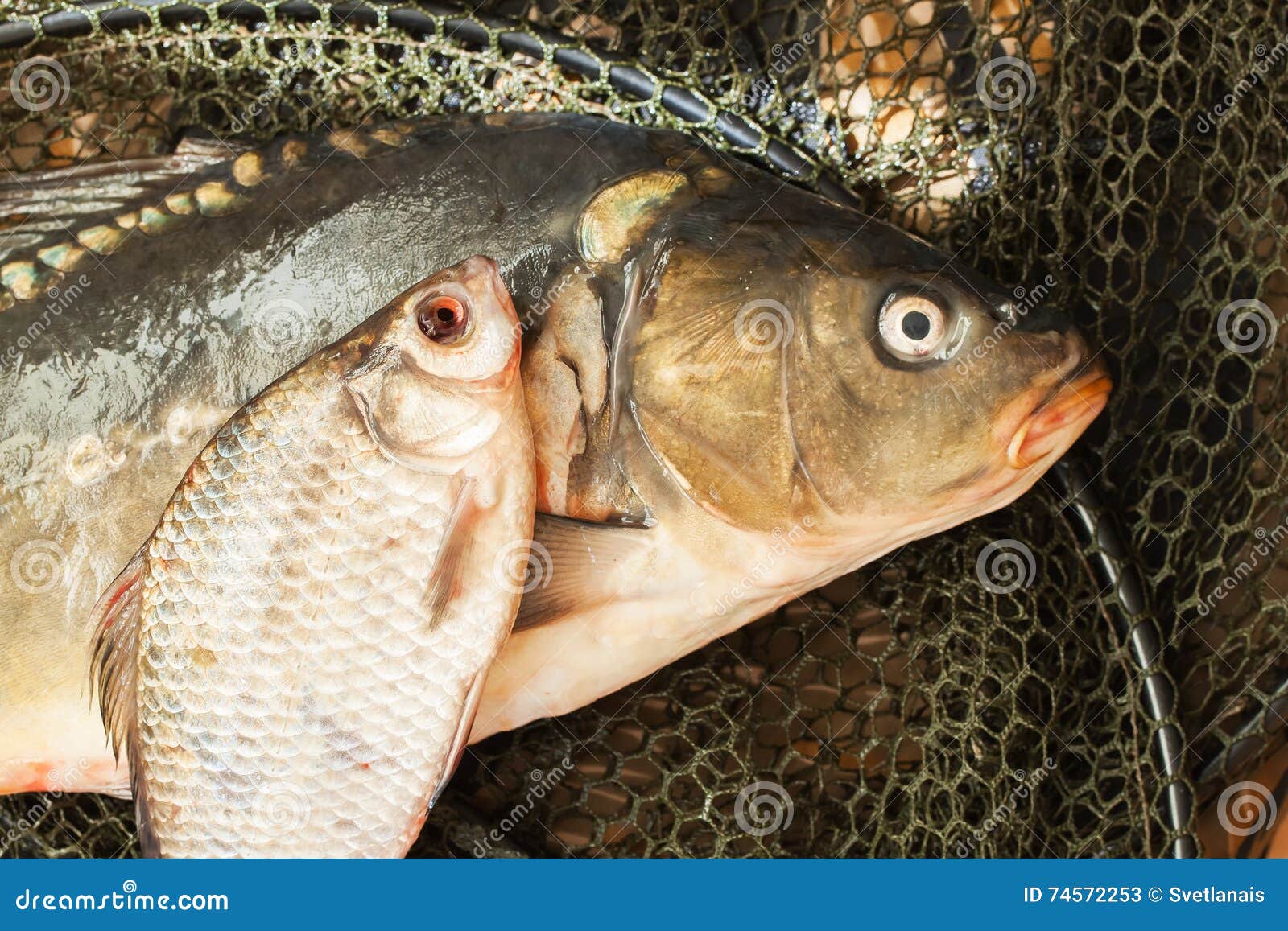 Fish on Net Basket, Concept of Country Recreation Stock Image