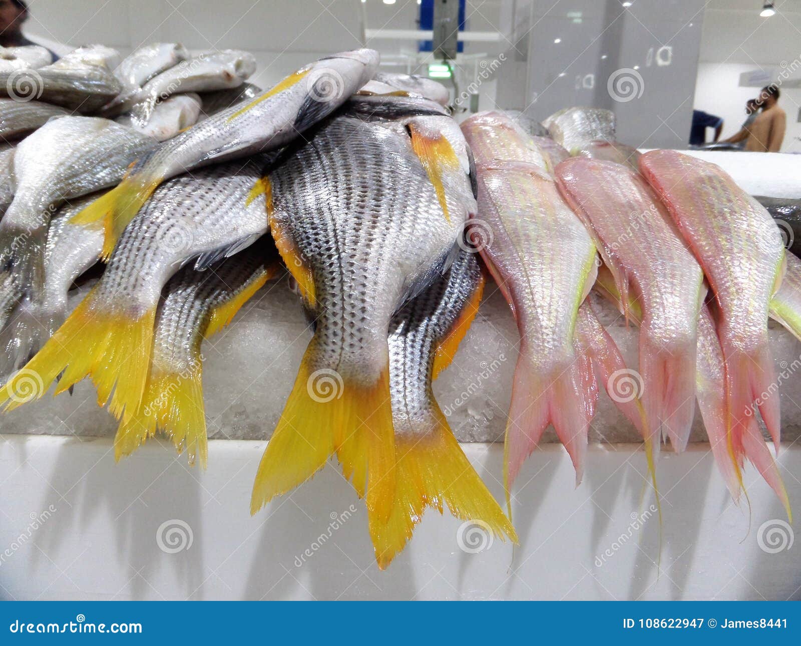 Fresh Fish Displayed at Market of Dubai. Stock Image - Image of industry,  selling: 108622947
