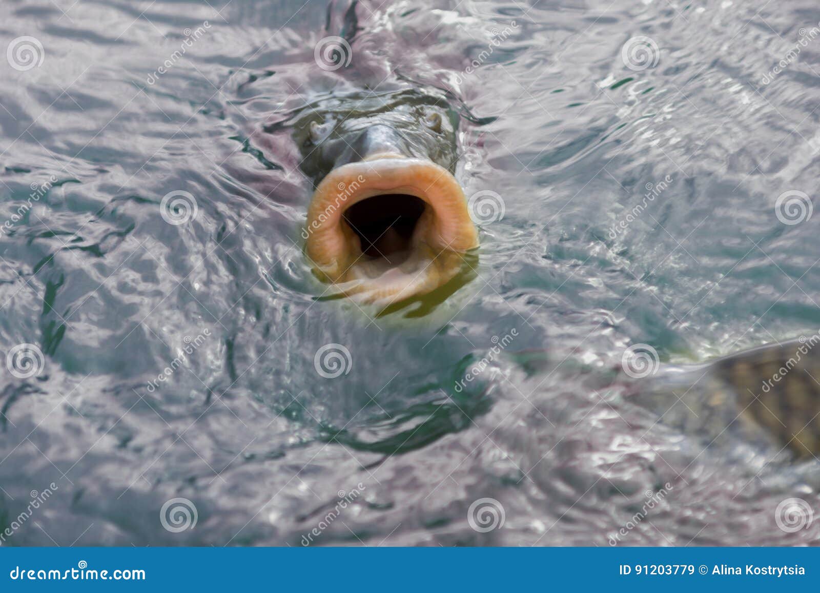 Fish with Open Mouth in a Water Stock Image Image of fish, predator