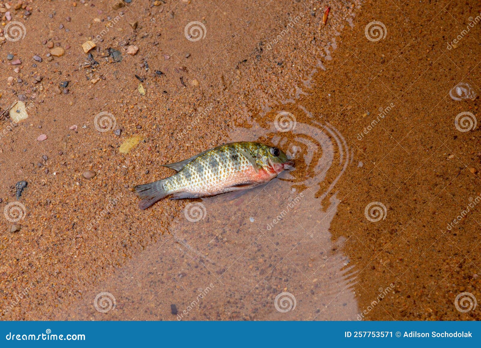 A Fish Out of Water Dying between Water and Land. TilÃ¡pia Fish Stock