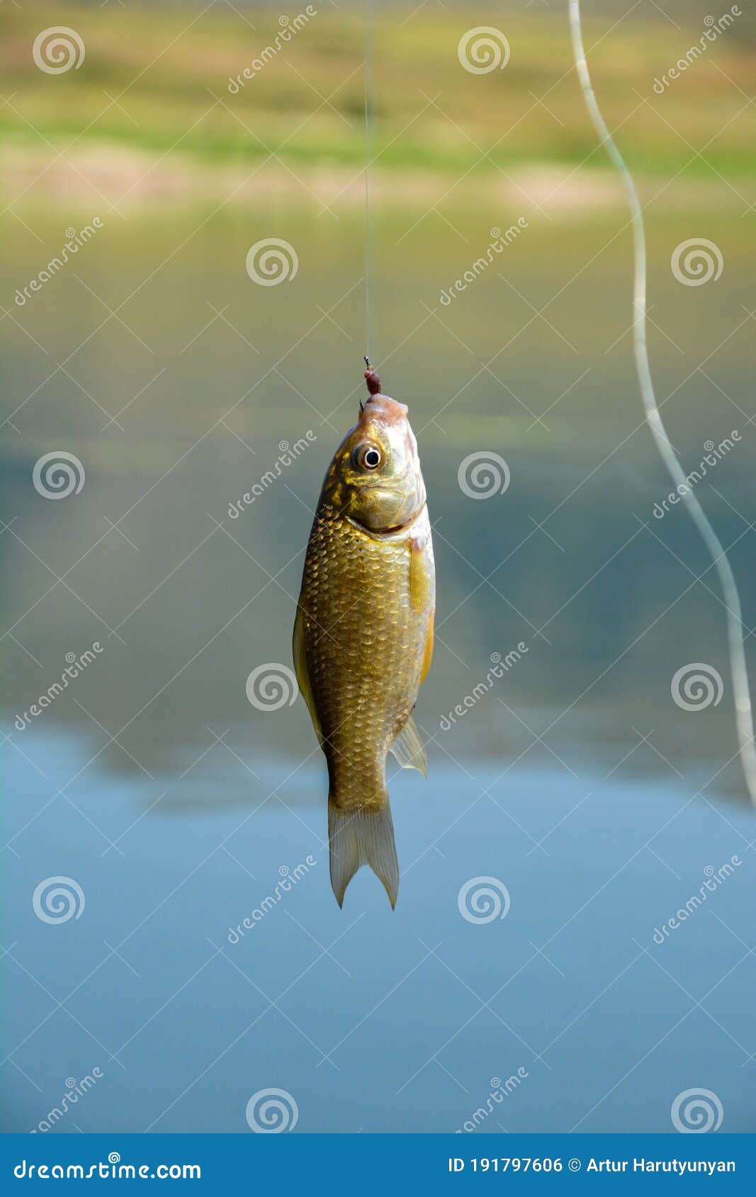 the fish pecked the fishing rod