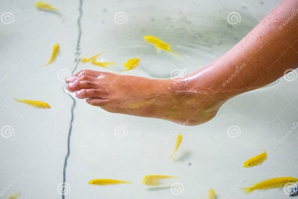Fish Pedicures, Also Known As Garra Rufa Therapy. this Fish Eats Dead Skin Cells Stock Image
