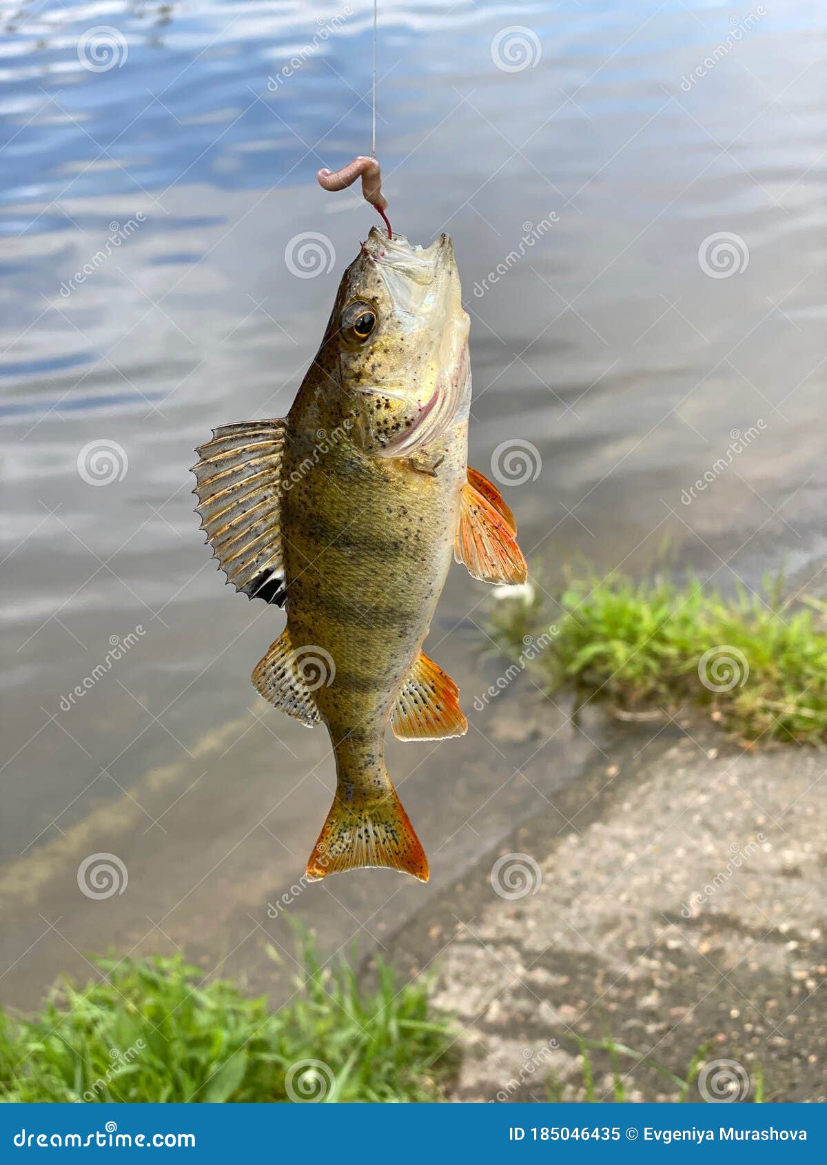 Fish Perch Hanging on a Hook with a Worm Caught on a Fishing Trip