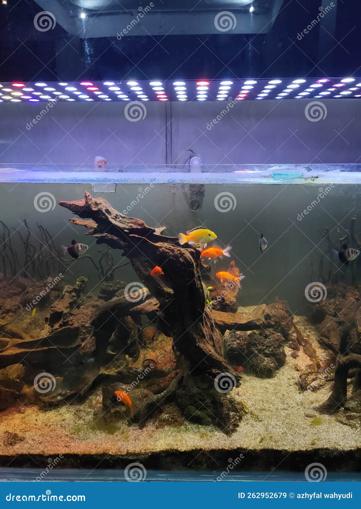 Fish Pet Has an Uncle in a Big Aquarium Stock Image Image of uncle