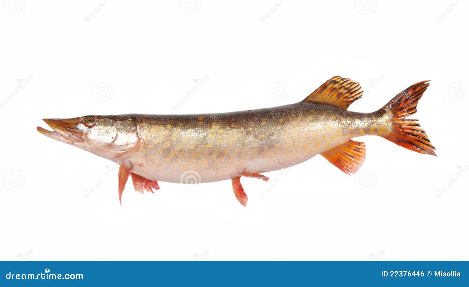 Fish a pike stock photo. Image of shining, scales, predator 22376446