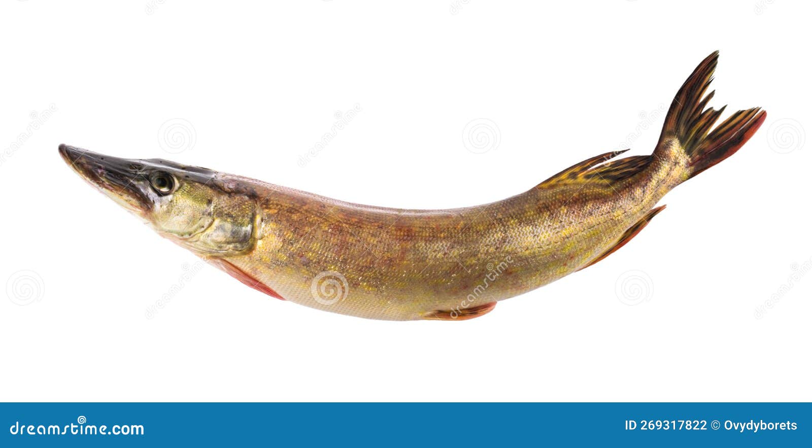 fish pike  on white background withot shadow clipping path
