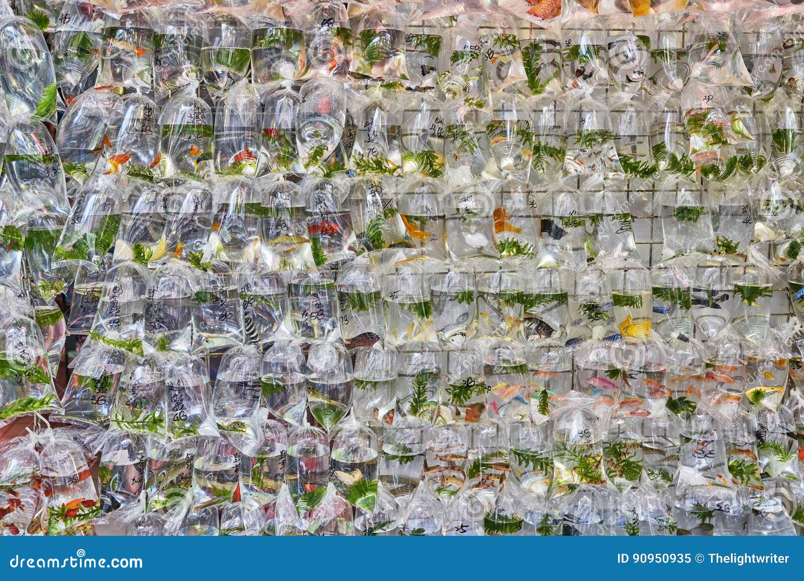 Fish in Plastic Bags for Sale Stock Image Image of animal, plastic