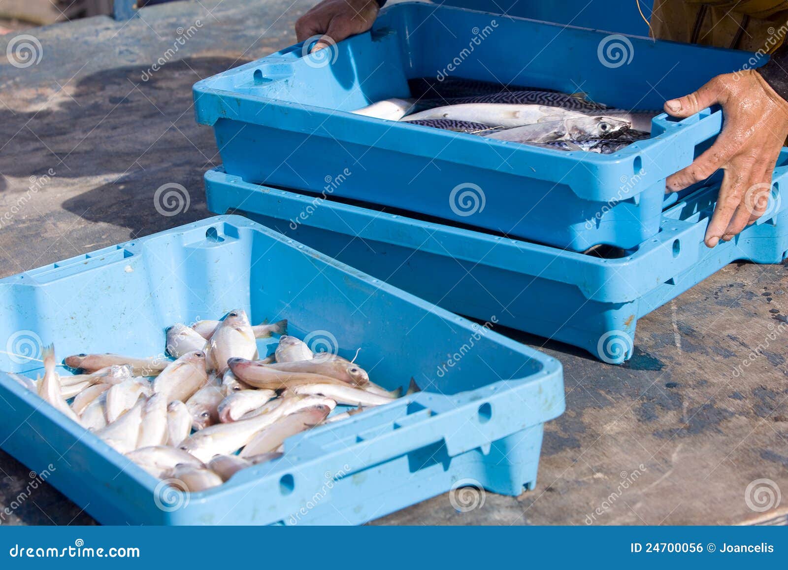 145 Fish Plastic Trays Stock Photos - Free & Royalty-Free Stock Photos from  Dreamstime