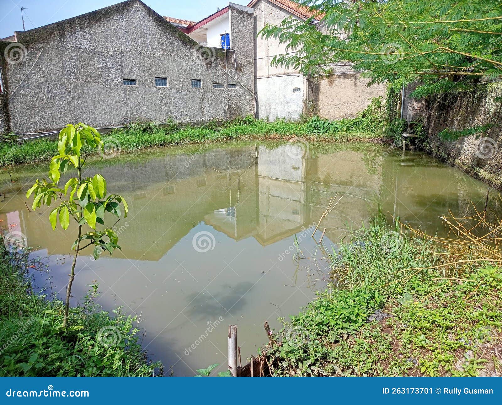 Fish pond with brown water stock image. Image of pond 263173701