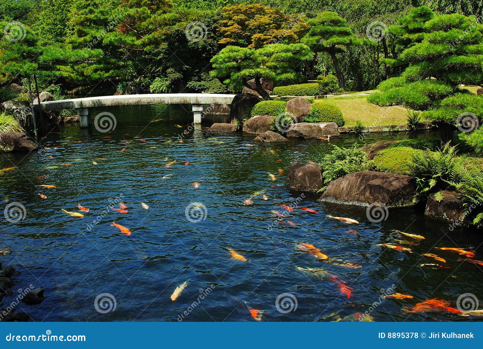 Koi Fish Pond In Lekki Conservation Center Lagos Nigeria Stock Image ... Porn Photo Koi Fish Pond In Lekki Conservation Center Lagos Nigeria Stock Image ...