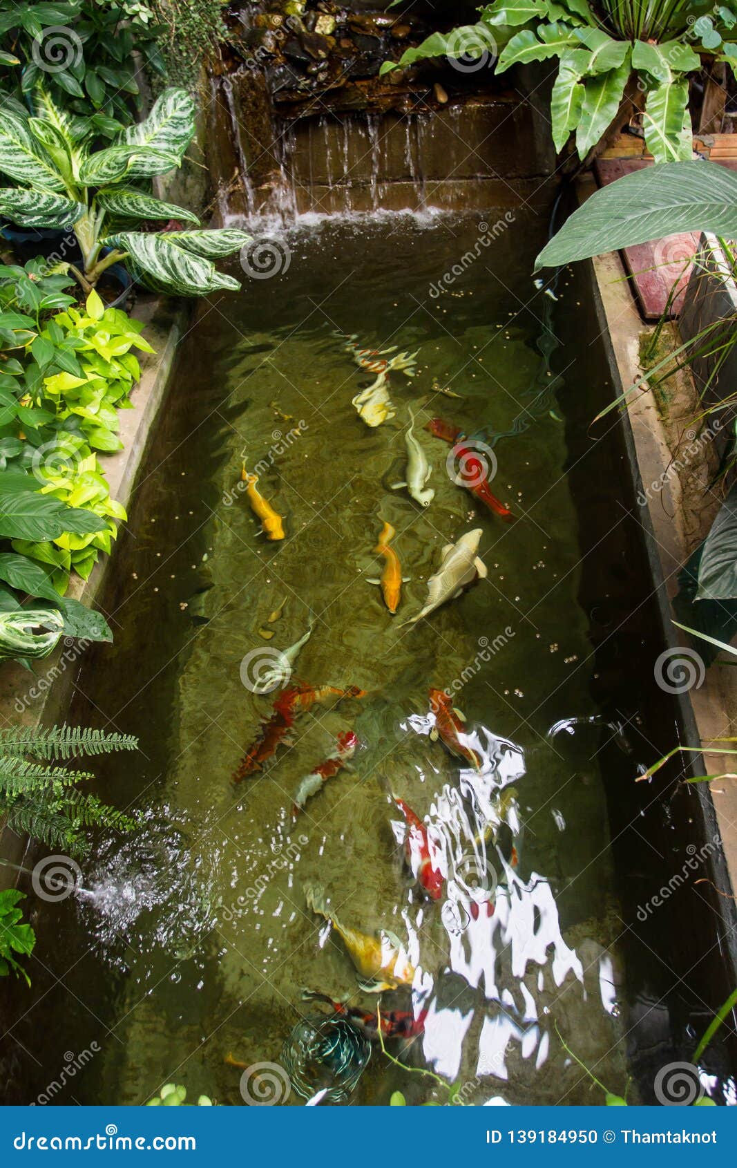 Fish Pond Was Beautifully Decorated In The Backyard Or In The Store Stock Photo Image Of Gold Backyard 139184950