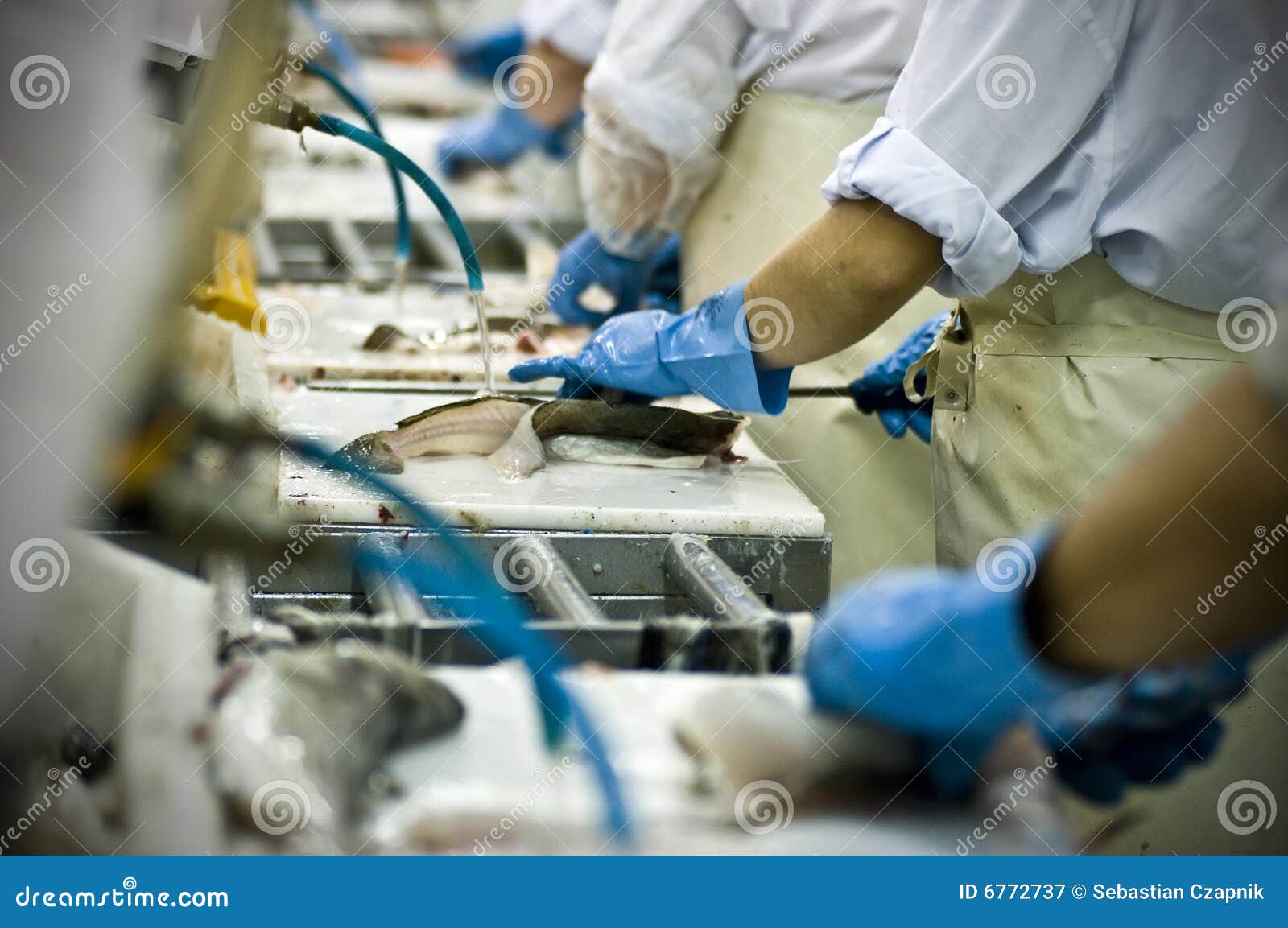 fish processing factory