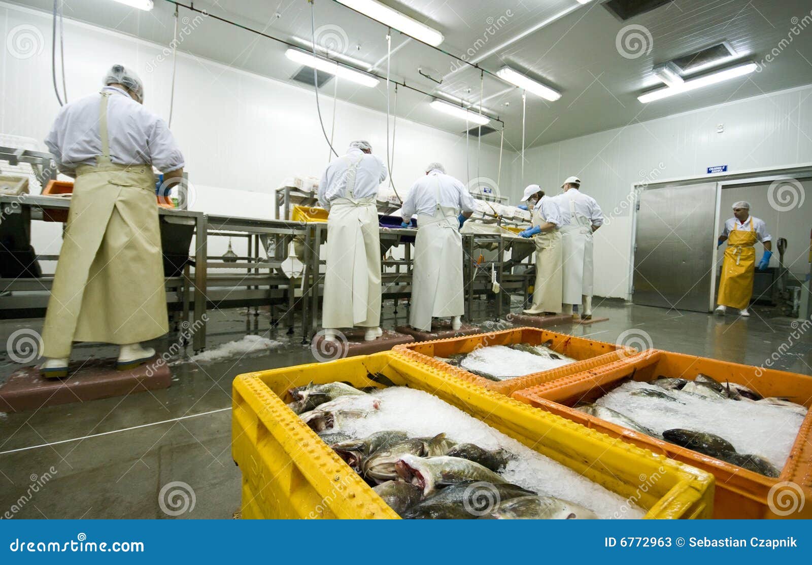 fish processing manufacture