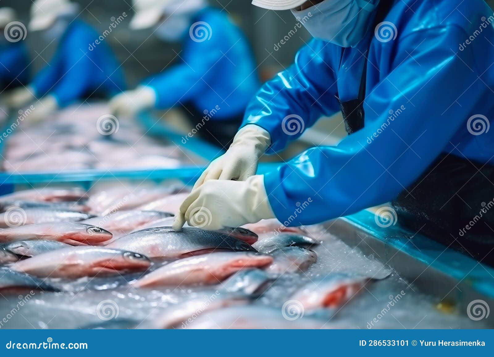 Fish Processing Plant. People Sort the Fish Moving Along the Conveyor