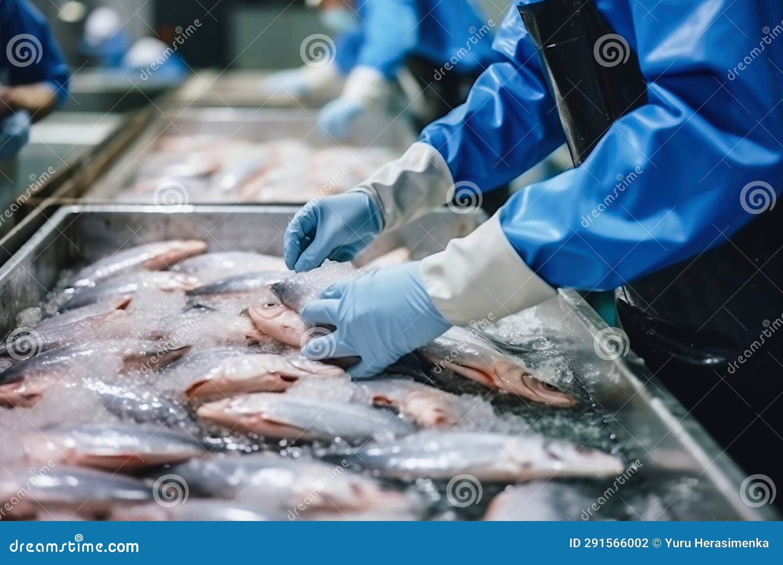 Fish Processing Plant. Production Line. People Sort the Fish Moving