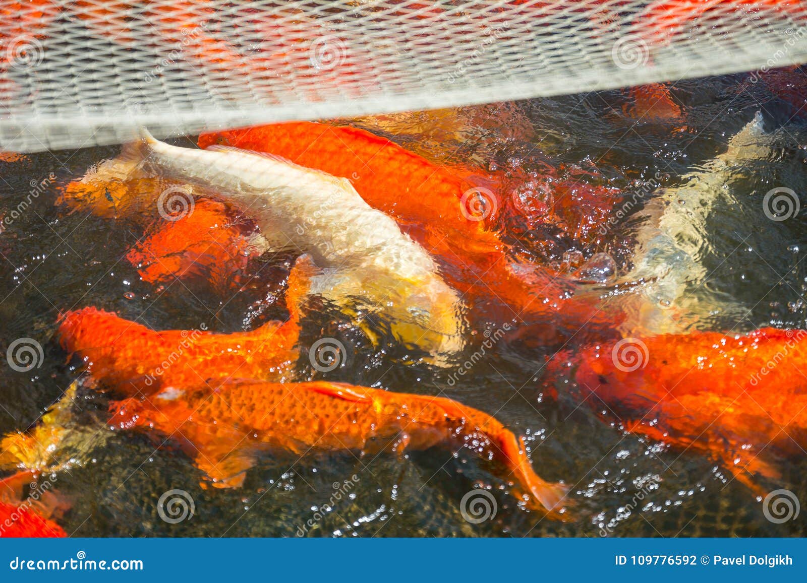 Fish Red Japanese Carp Koi Caught in the Net Stock Photo Image of