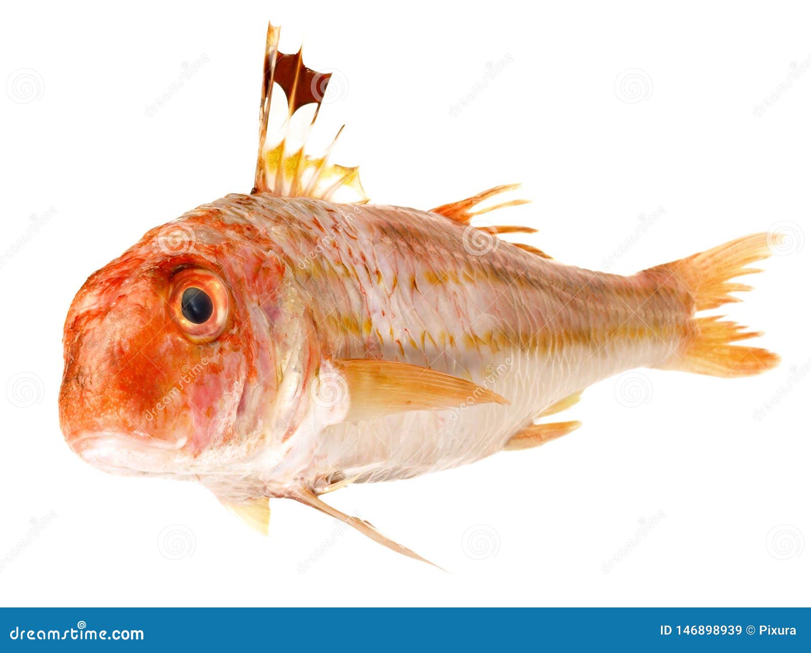 Fish Red Mullet stock image. Image of gourmet, farm