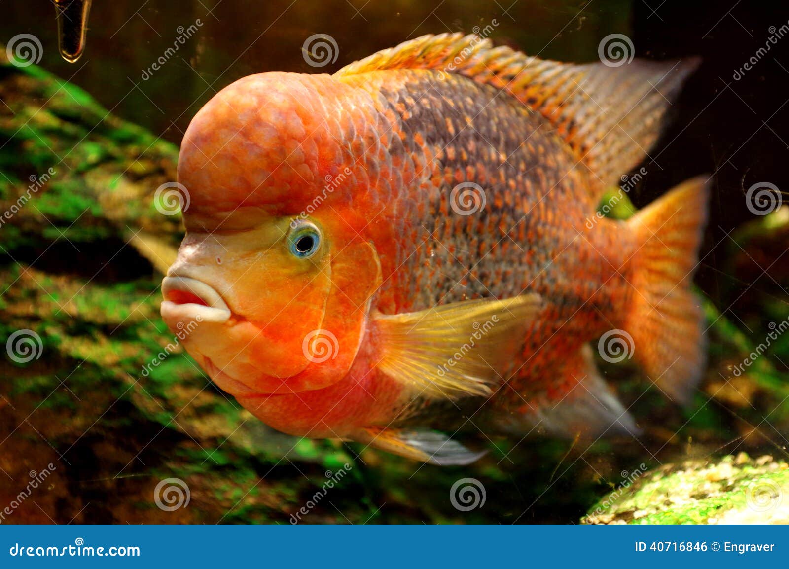 Fish Redheaded Stock Photos - Free & Royalty-Free Stock Photos from  Dreamstime