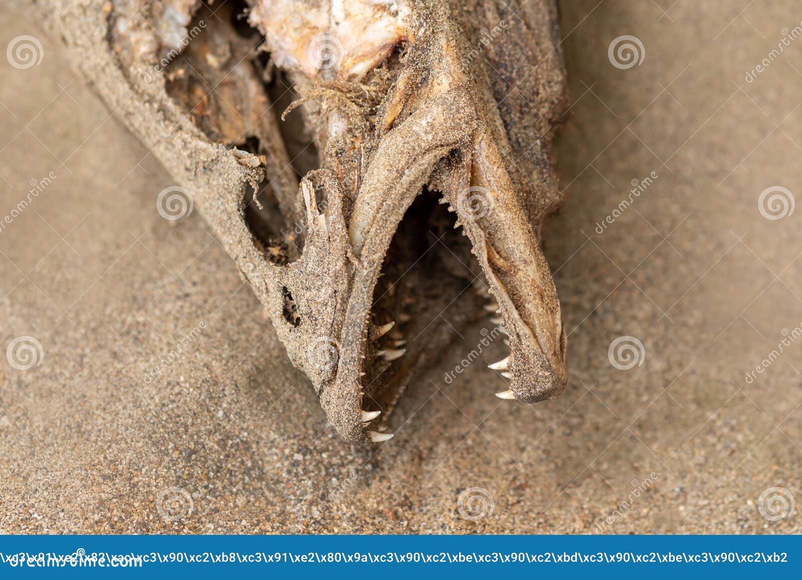 Fish Remains on Dry Sand, Closeup Stock Image Image of industrial