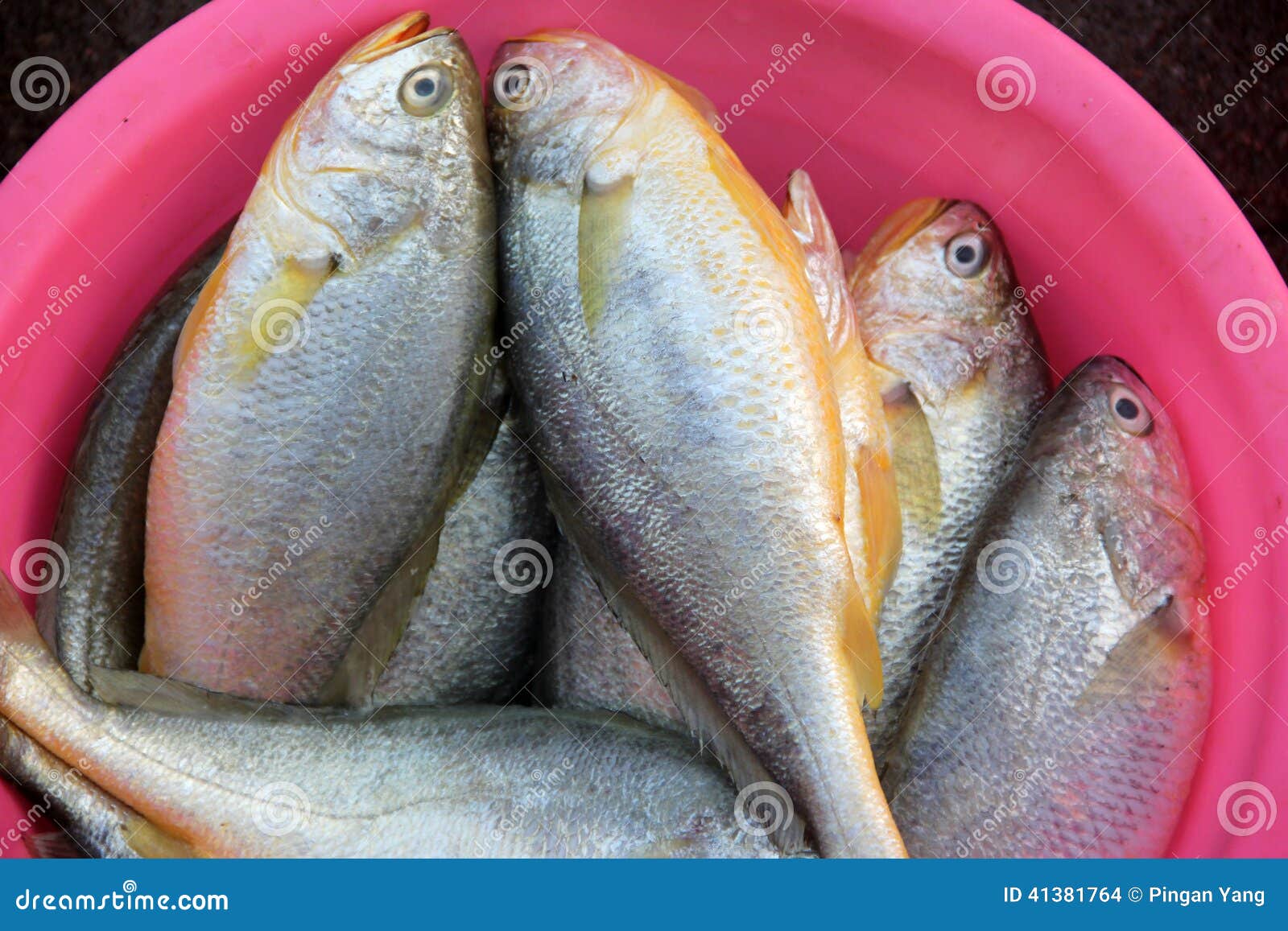 The fish stock photo. Image of amino, vitamins, calcium 41381764