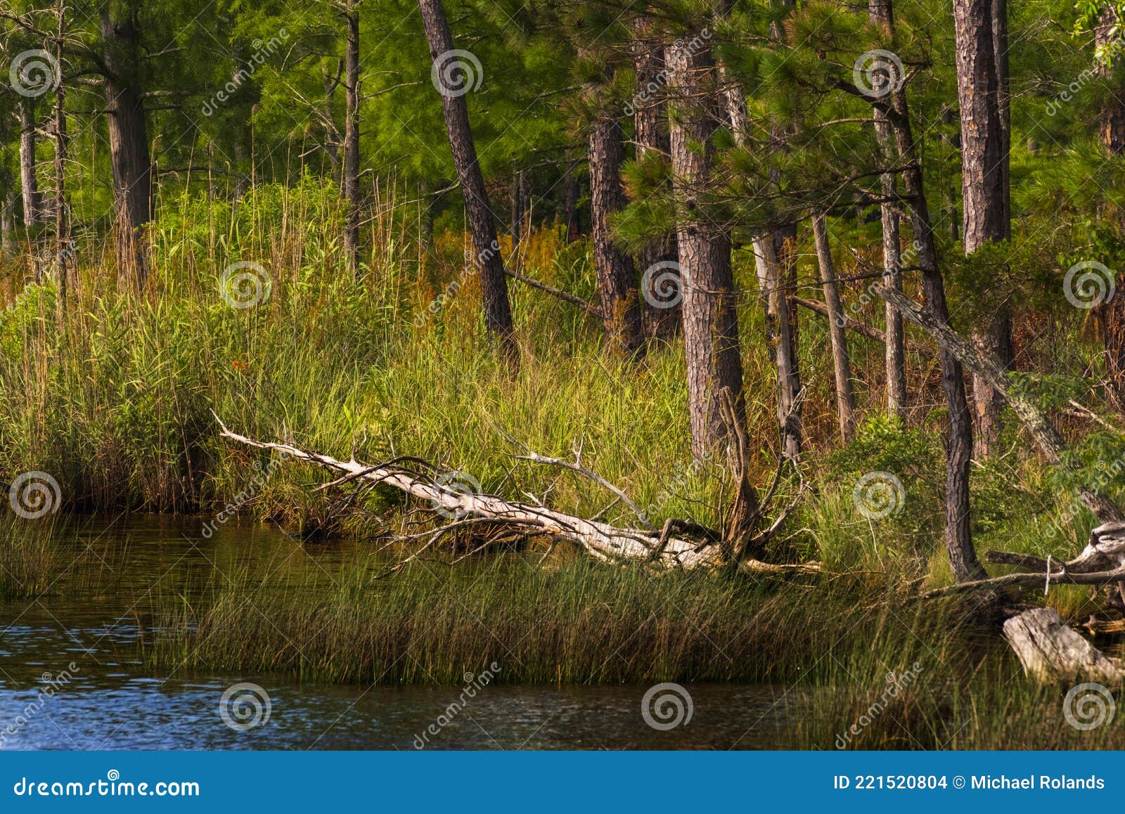 Fish River Flows Toward Weeks Bay Stock Photo Image of alabama
