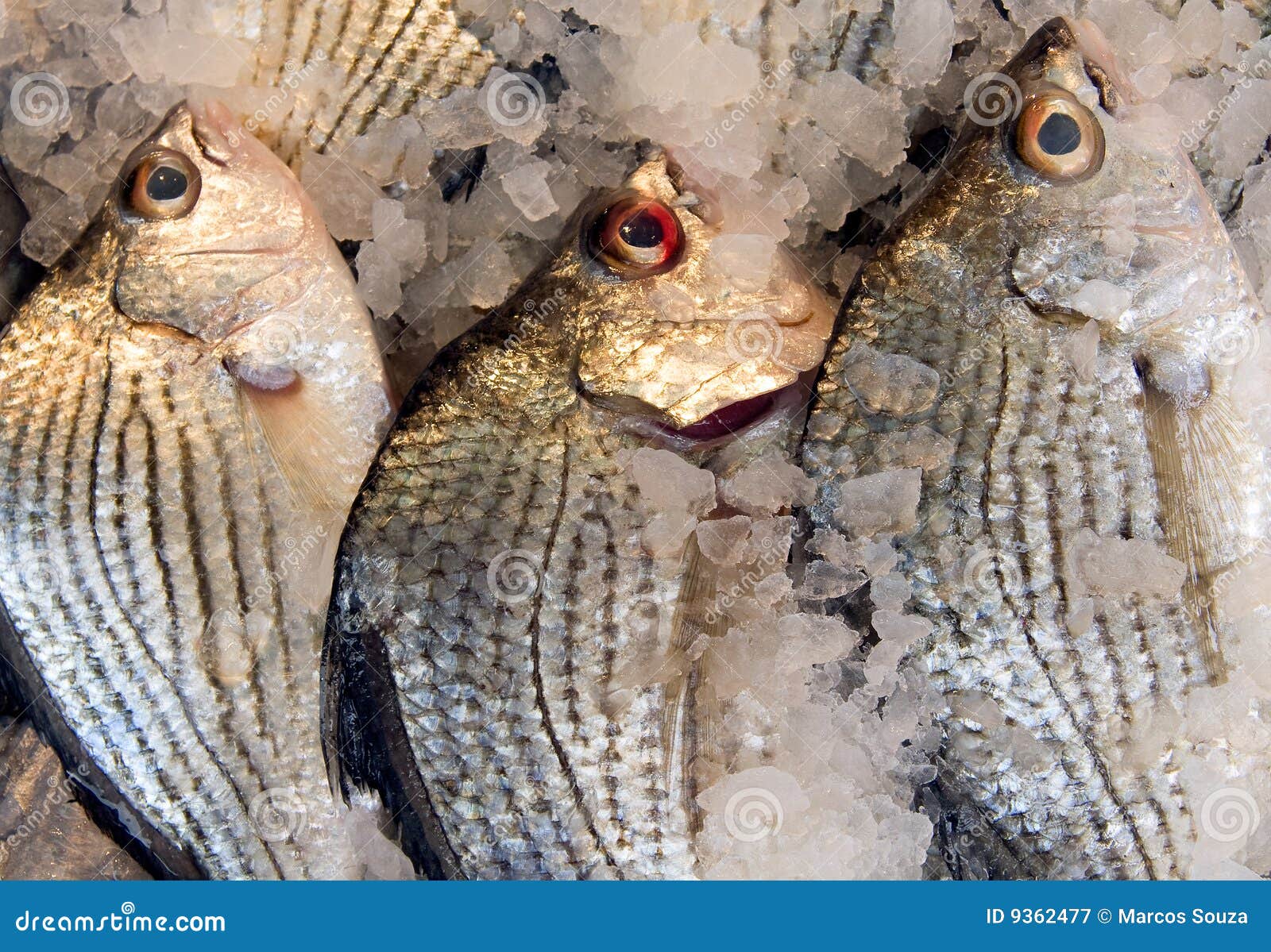 Fish for Sale stock image. Image of healthy, fishing, marine 9362477