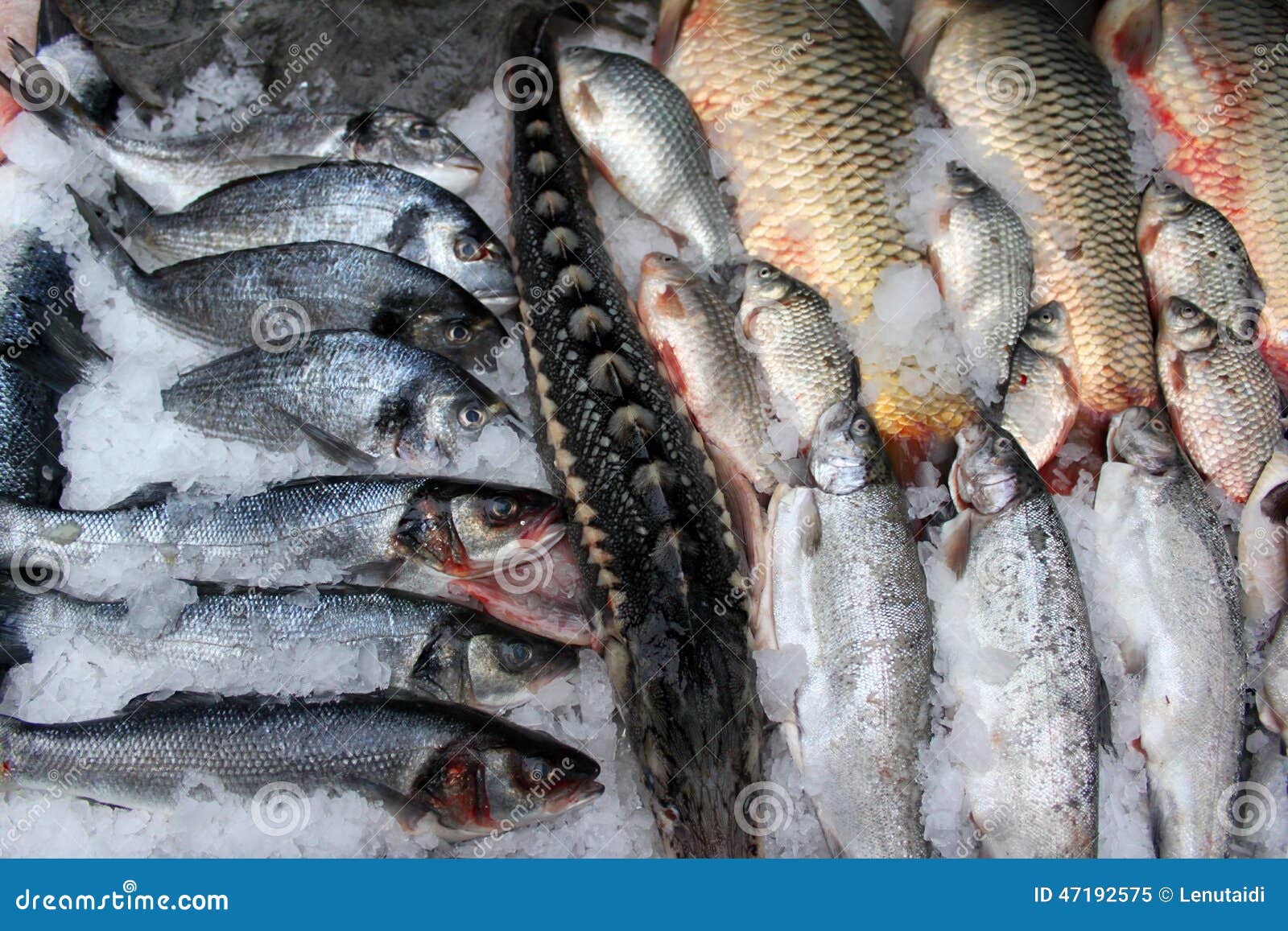 Fish for sale stock image. Image of shop, seafood, carp 47192575