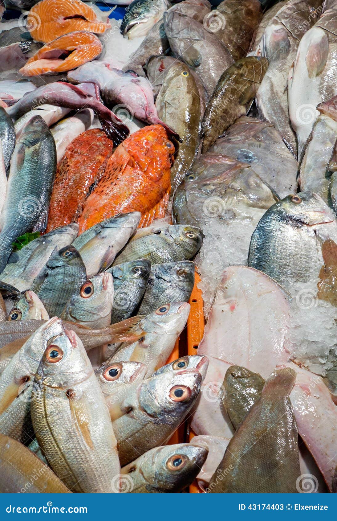 Fish for sale stock image. Image of seafood, saltwater 43174403