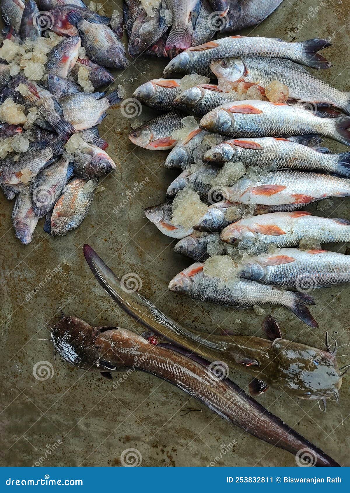 Fish For Sale A Variety Of Overly Crowded Fresh Water Aquarium Fish