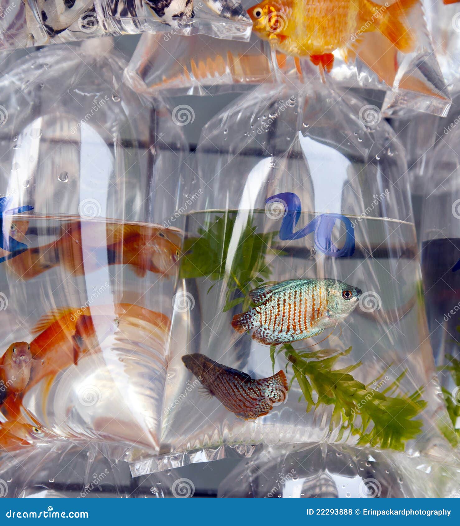 Fish for Sale in Plastic Bags Stock Photo - Image of sales, blue: 22293888