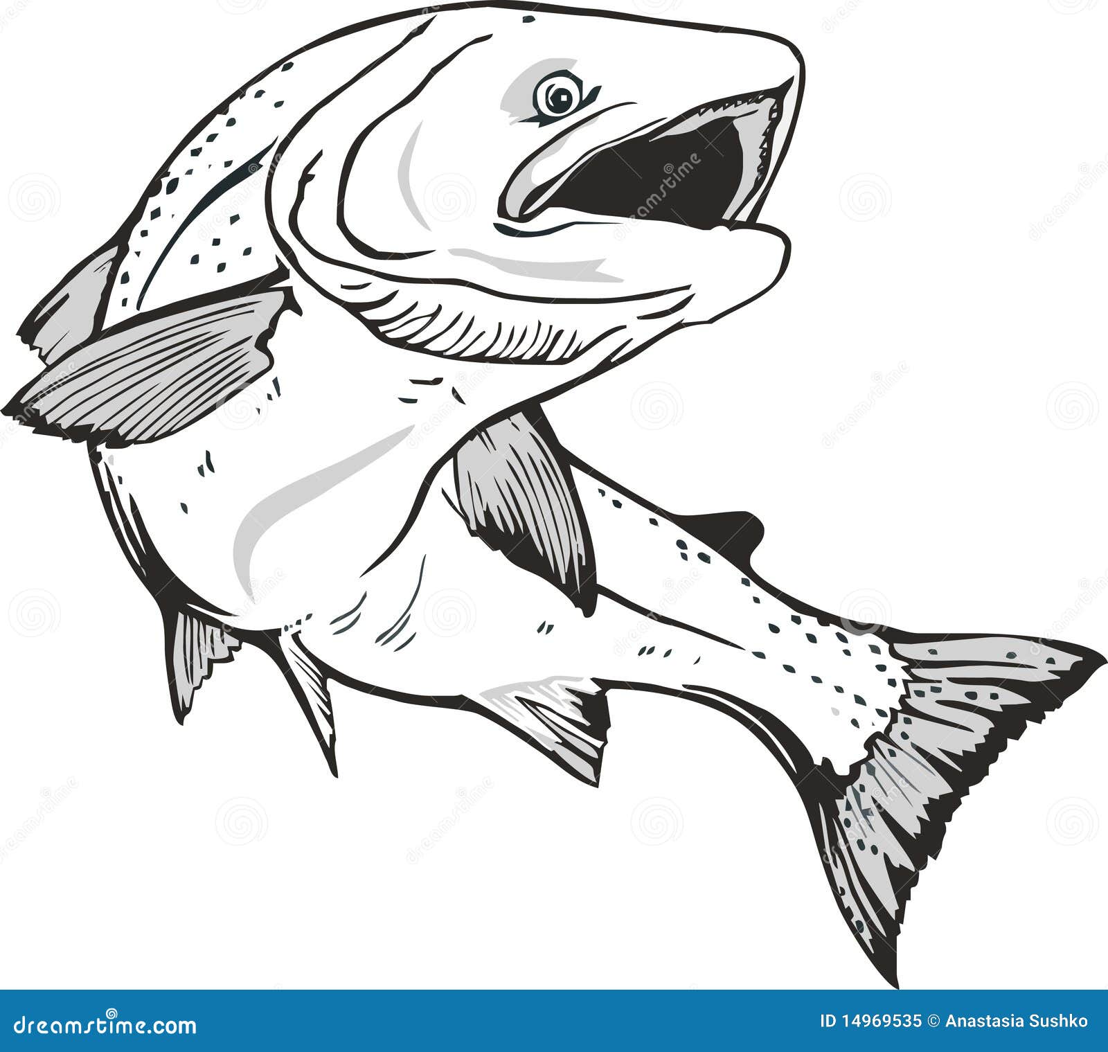 Fish Salmon stock vector. Illustration of spawning, vector 14969535