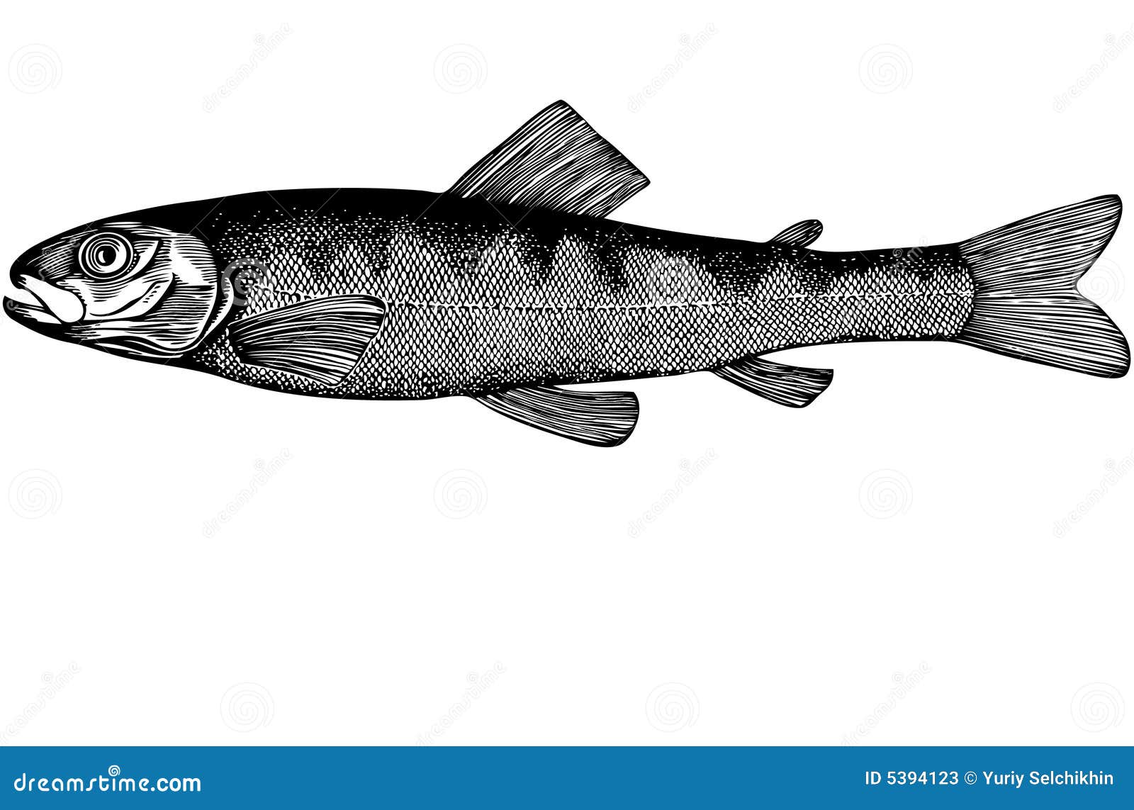 Fish Salmon Parr Illustration RoyaltyFree Stock Photo CartoonDealer