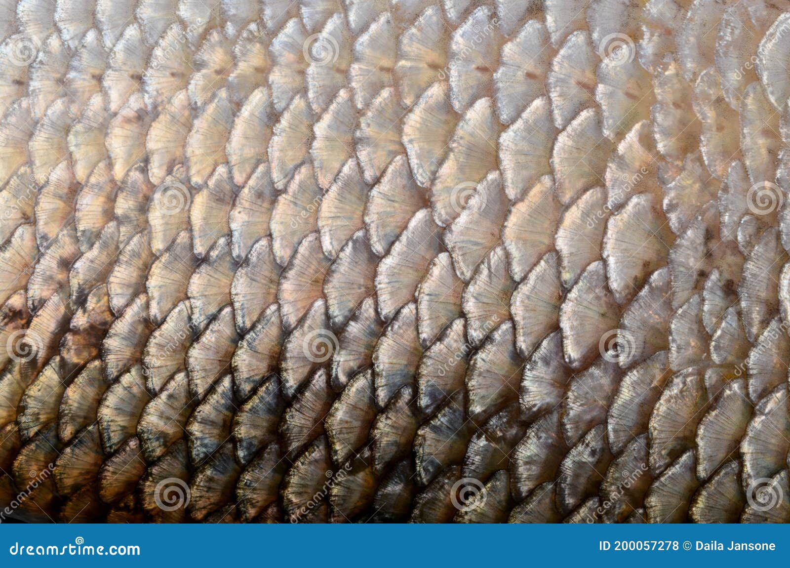 The Fish Scale Close Up. Real Ide Fish Scales Background Stock Photo
